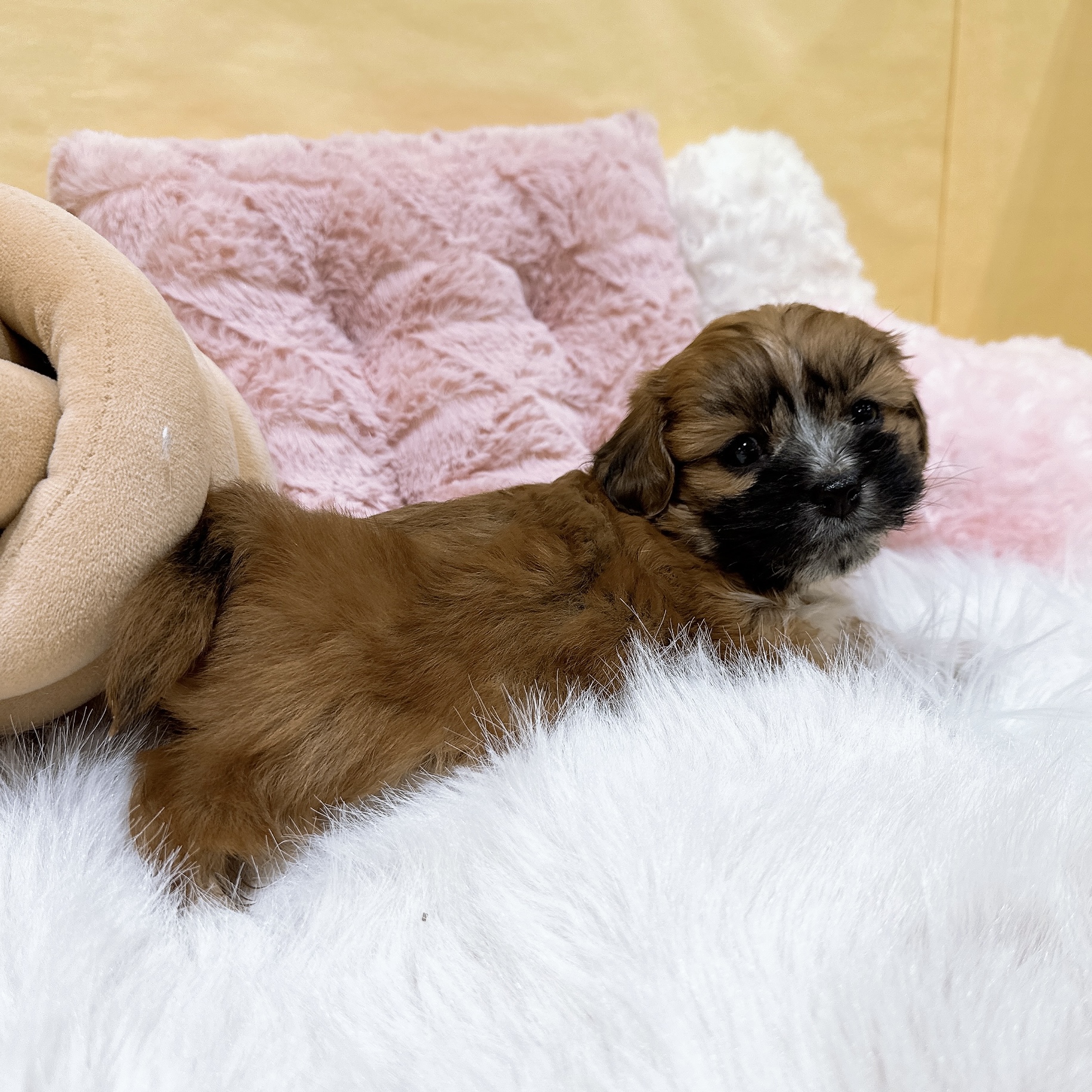 神奈川県のハーフ犬・ミックス犬 (犬の家＆猫の里元住吉ブレーメン通り店/2026年1月5日生まれ/女の子/レッド)の子犬の2枚目の画像