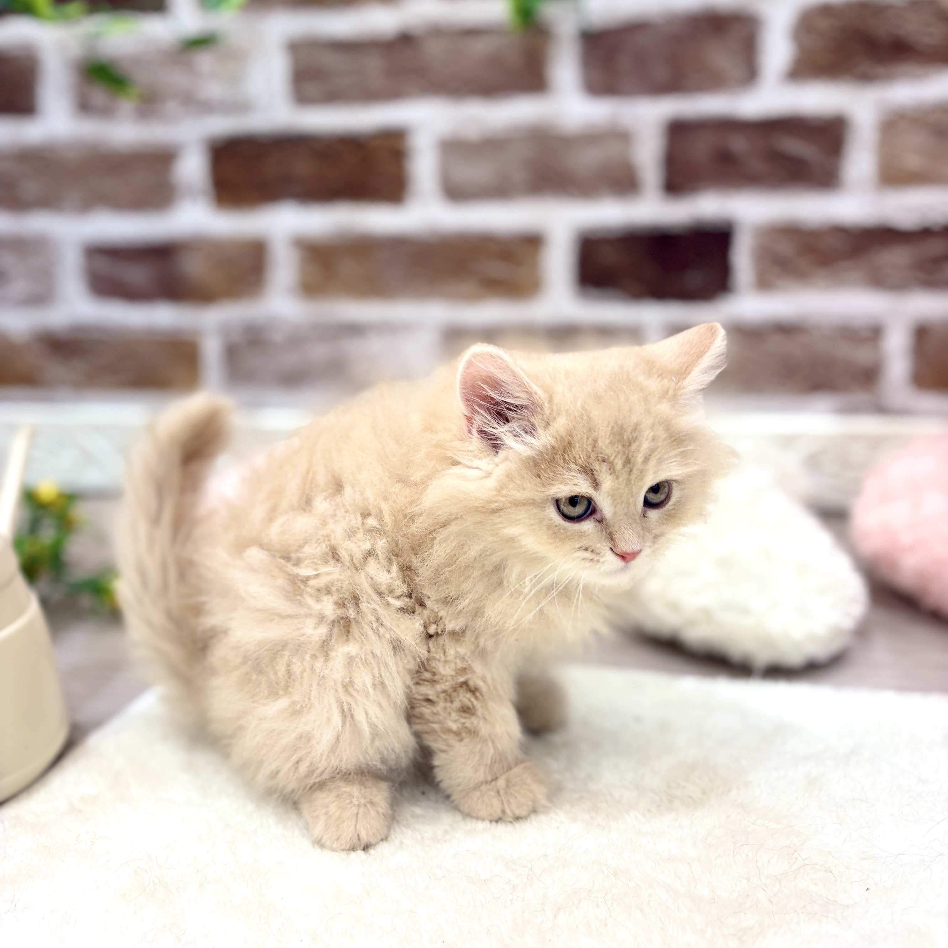 三重県のサイベリアン (犬の家＆猫の里三重桑名店/2026年3月25日生まれ/男の子/クリームタビー)の子猫の2枚目の画像