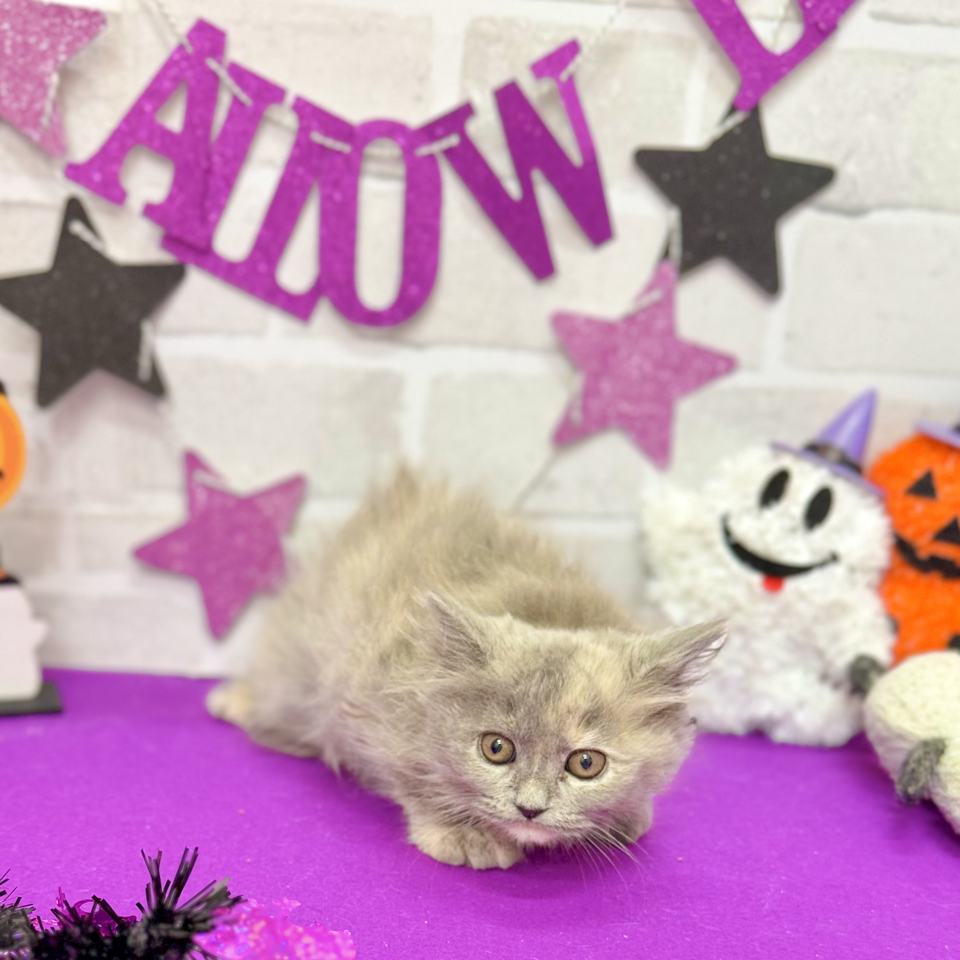 静岡県のスコティッシュストレート (犬の家＆猫の里プレ葉ウォーク浜北店/2025年8月14日生まれ/女の子/ブルークリーム)の子猫の2枚目の画像