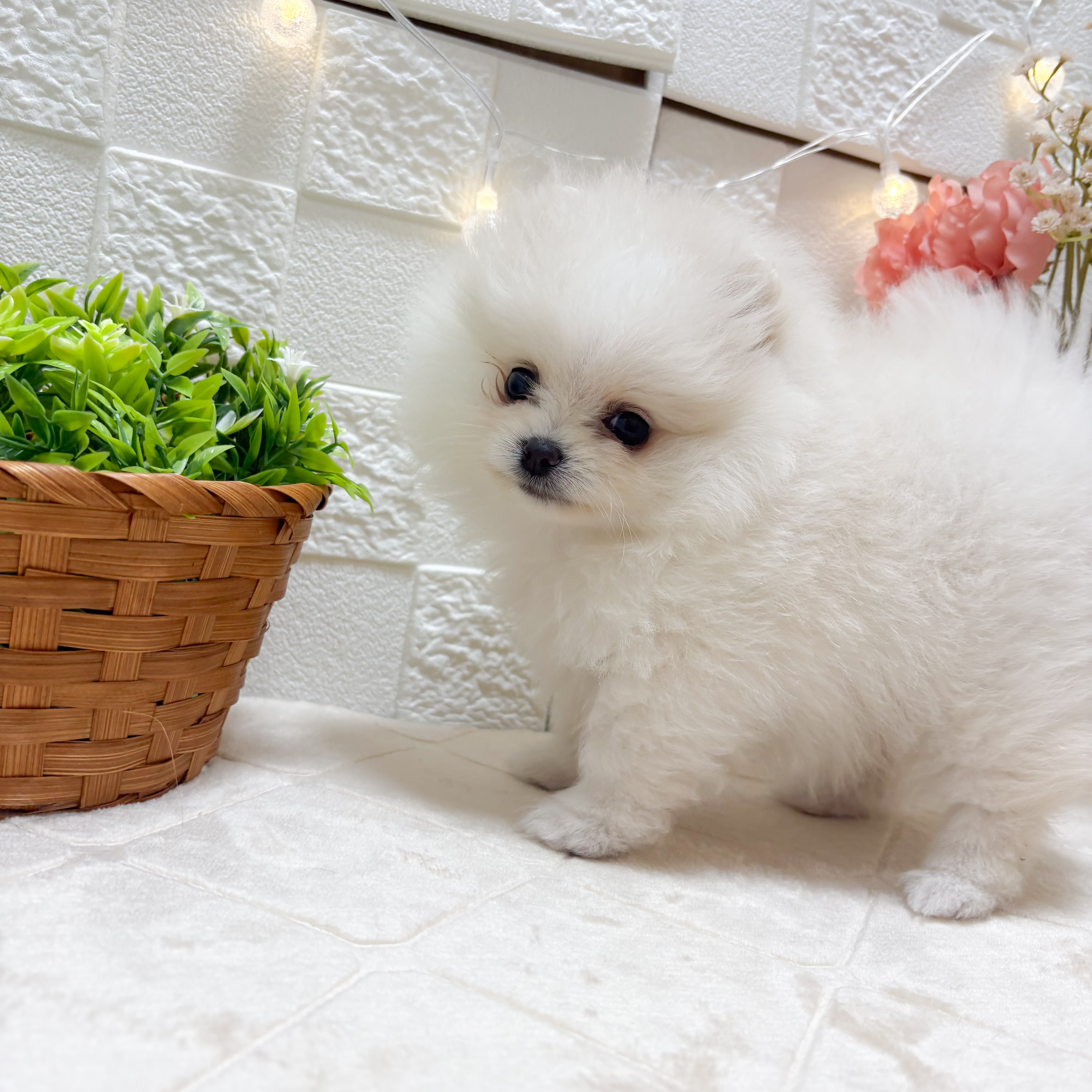 東京都のポメラニアン (犬の家＆猫の里ペットフォレスト小平店/2026年1月12日生まれ/女の子/ホワイト)の子犬の2枚目の画像