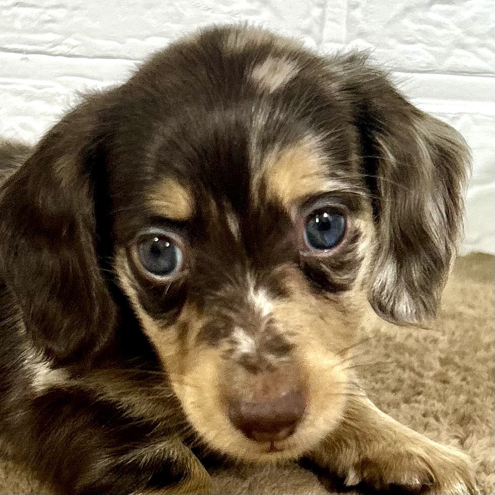 兵庫県のミニチュアダックスフンド(ロング) (犬の家＆猫の里ニッケパークタウン加古川店/2025年9月25日生まれ/男の子/チョコレートダップル)の子犬の1枚目の画像