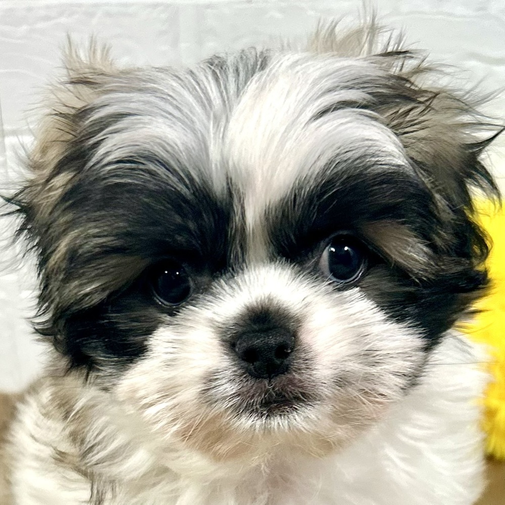 兵庫県のペキマル/マルペキ(ペキニーズ×マルチーズ) (犬の家＆猫の里ニッケパークタウン加古川店/2025年9月21日生まれ/男の子/パーティーカラー)の子犬の1枚目の画像