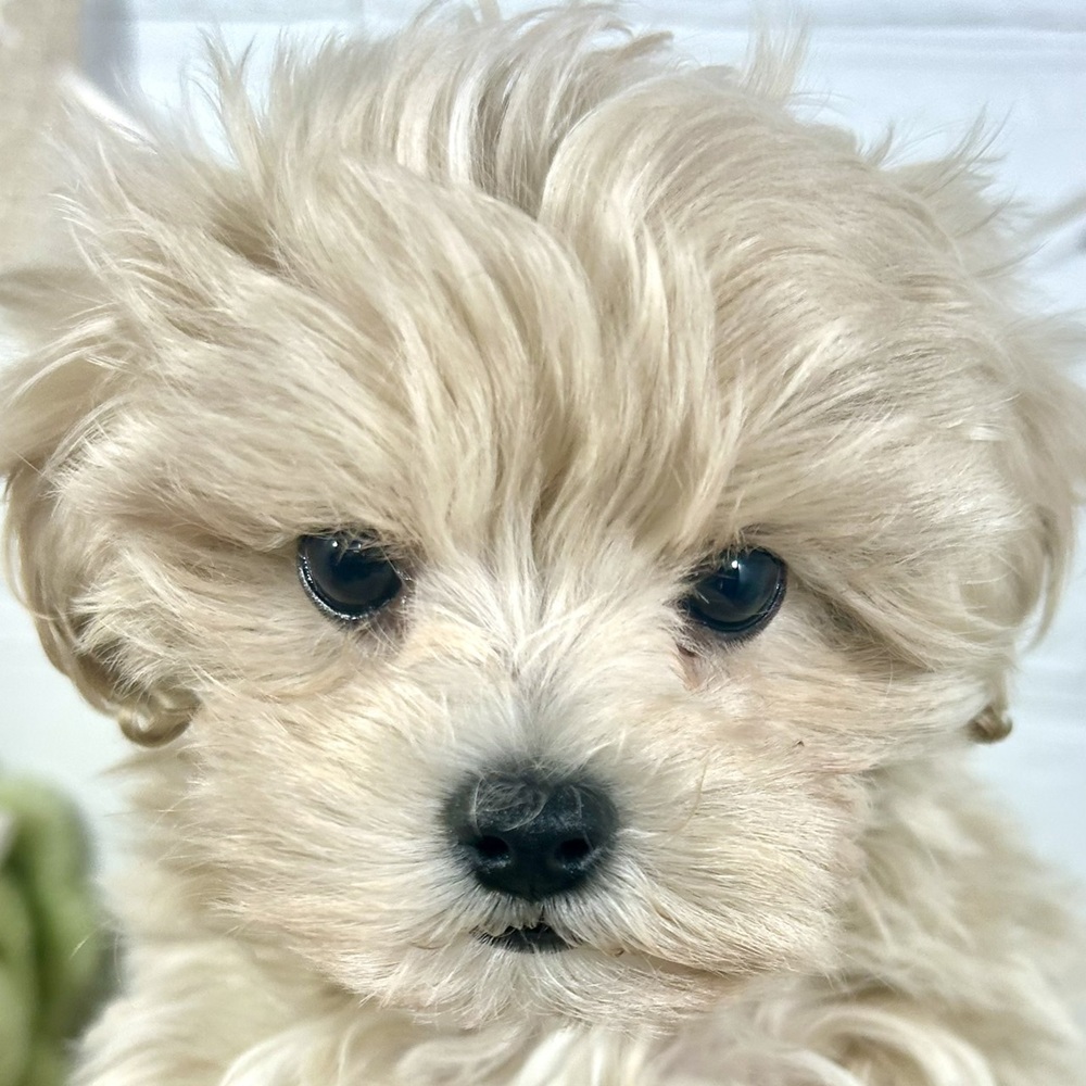 兵庫県のマルプー(マルチーズ×プードル) (犬の家＆猫の里ニッケパークタウン加古川店/2025年9月23日生まれ/女の子/クリーム)の子犬の1枚目の画像