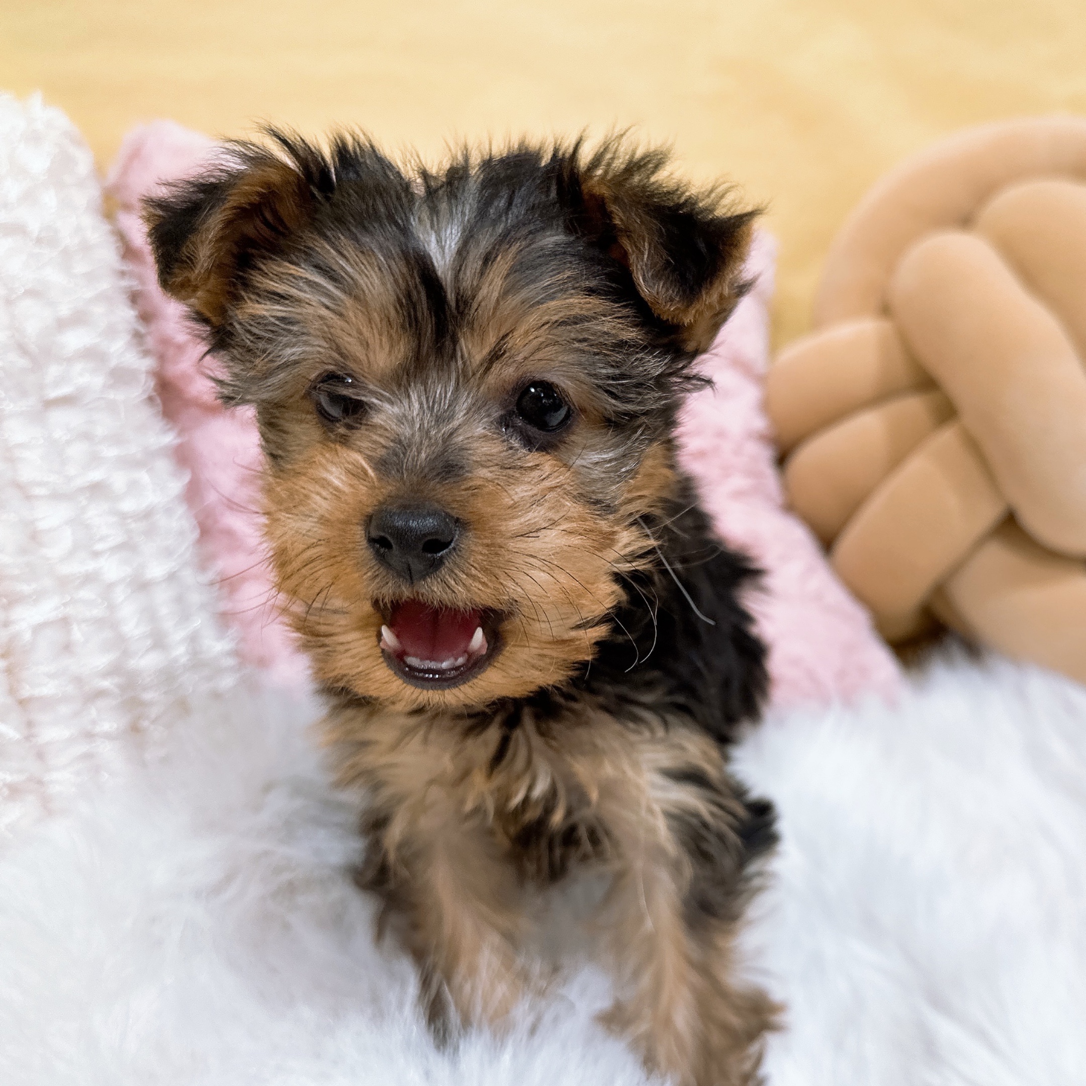 神奈川県のヨークシャーテリア (犬の家＆猫の里元住吉ブレーメン通り店/2026年1月5日生まれ/女の子/スチールブルータン)の子犬の2枚目の画像