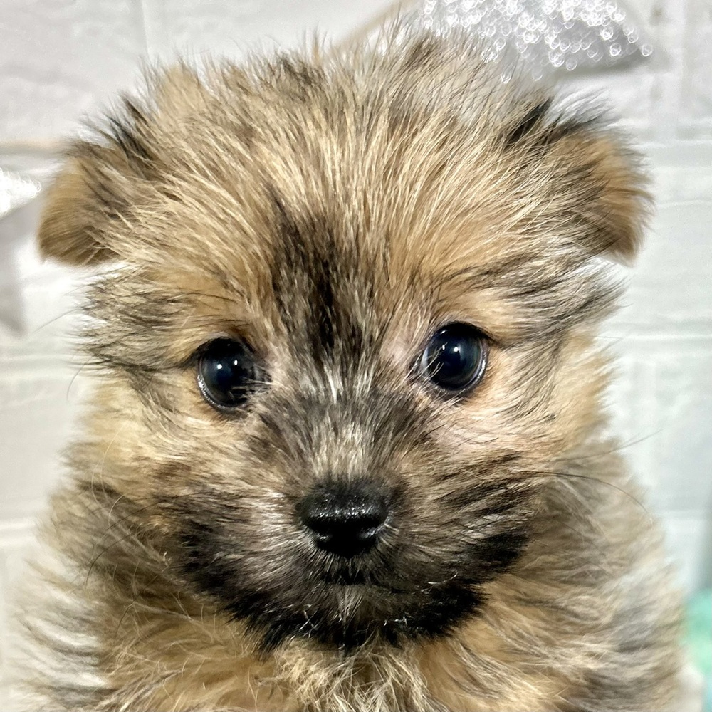 兵庫県のポメキー(ポメラニアン×ヨークシャーテリア) (犬の家＆猫の里ニッケパークタウン加古川店/2025年9月23日生まれ/女の子/レッド)の子犬