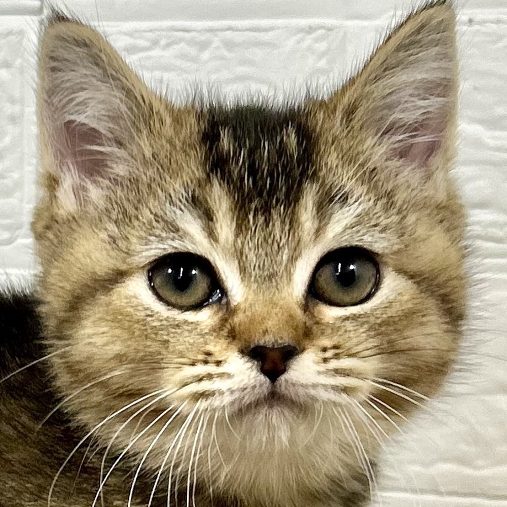 兵庫県のブリティッシュショートヘアー (犬の家＆猫の里ニッケパークタウン加古川店/2025年9月20日生まれ/女の子/ブラウンティックドタビー)の子猫の1枚目の画像