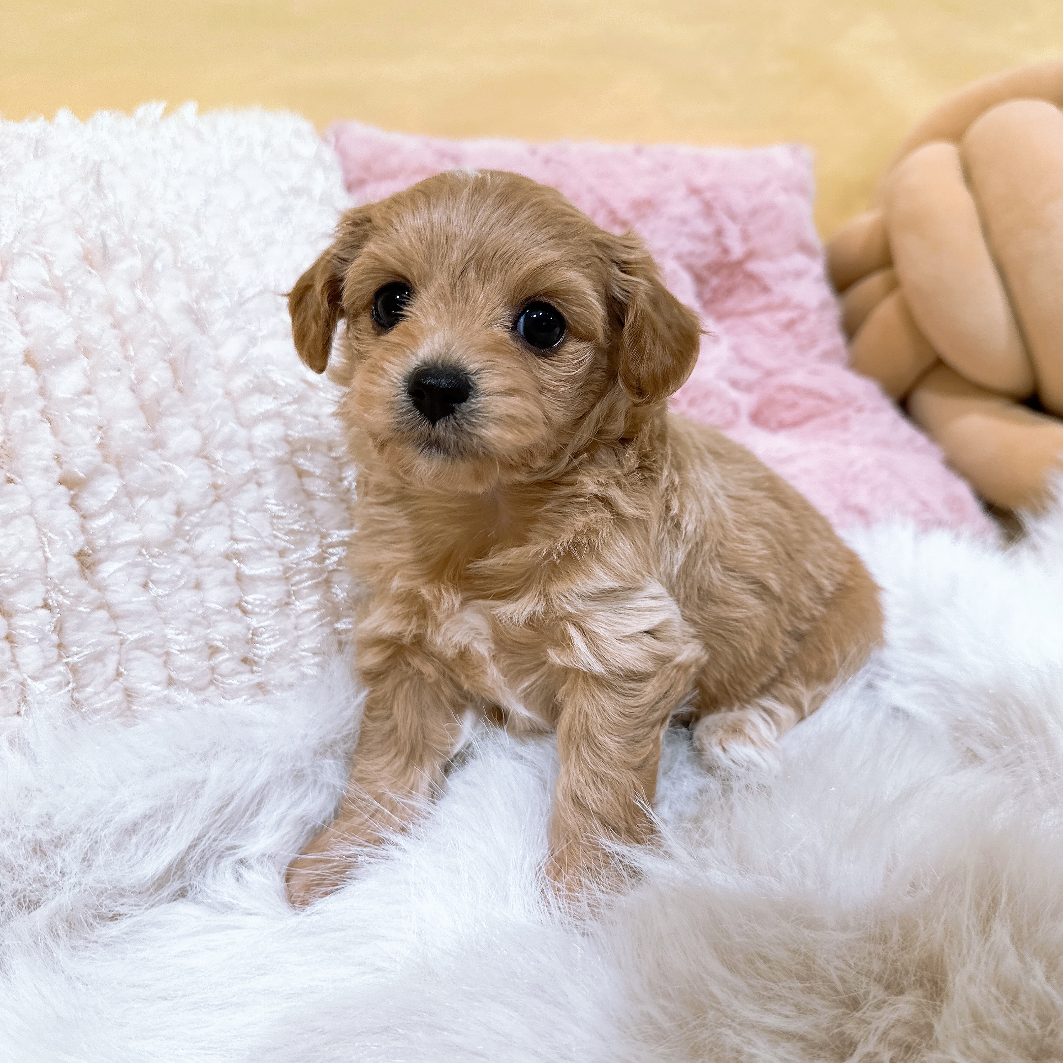神奈川県のチワプー/プーチー(チワワ×プードル) (犬の家＆猫の里元住吉ブレーメン通り店/2026年1月6日生まれ/女の子/アプリコット)の子犬の2枚目の画像
