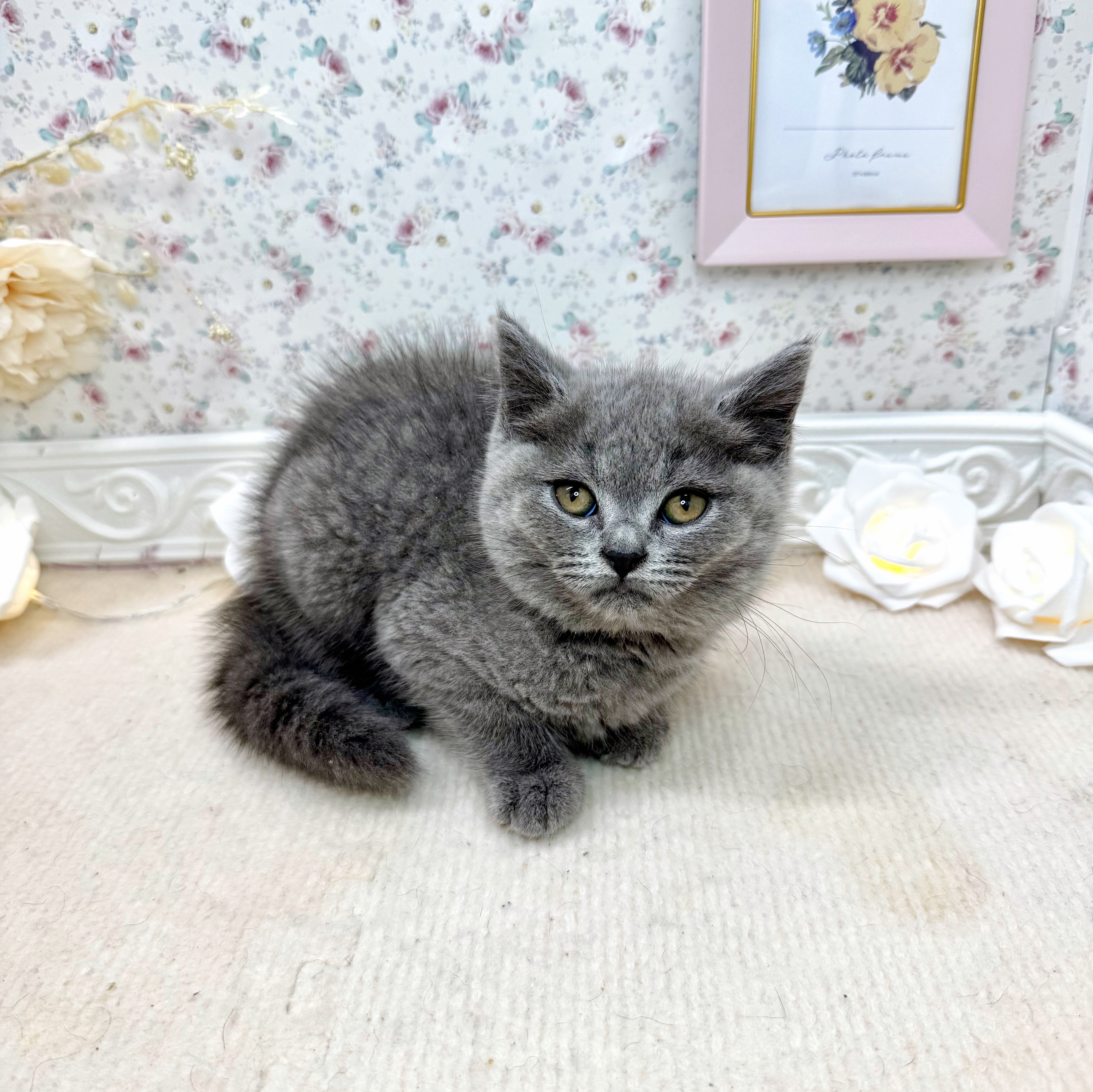 石川県のブリティッシュショートヘアー (犬の家＆猫の里アミーゴ金沢有松店/2025年5月6日生まれ/男の子/ブルー)の子猫の2枚目の画像