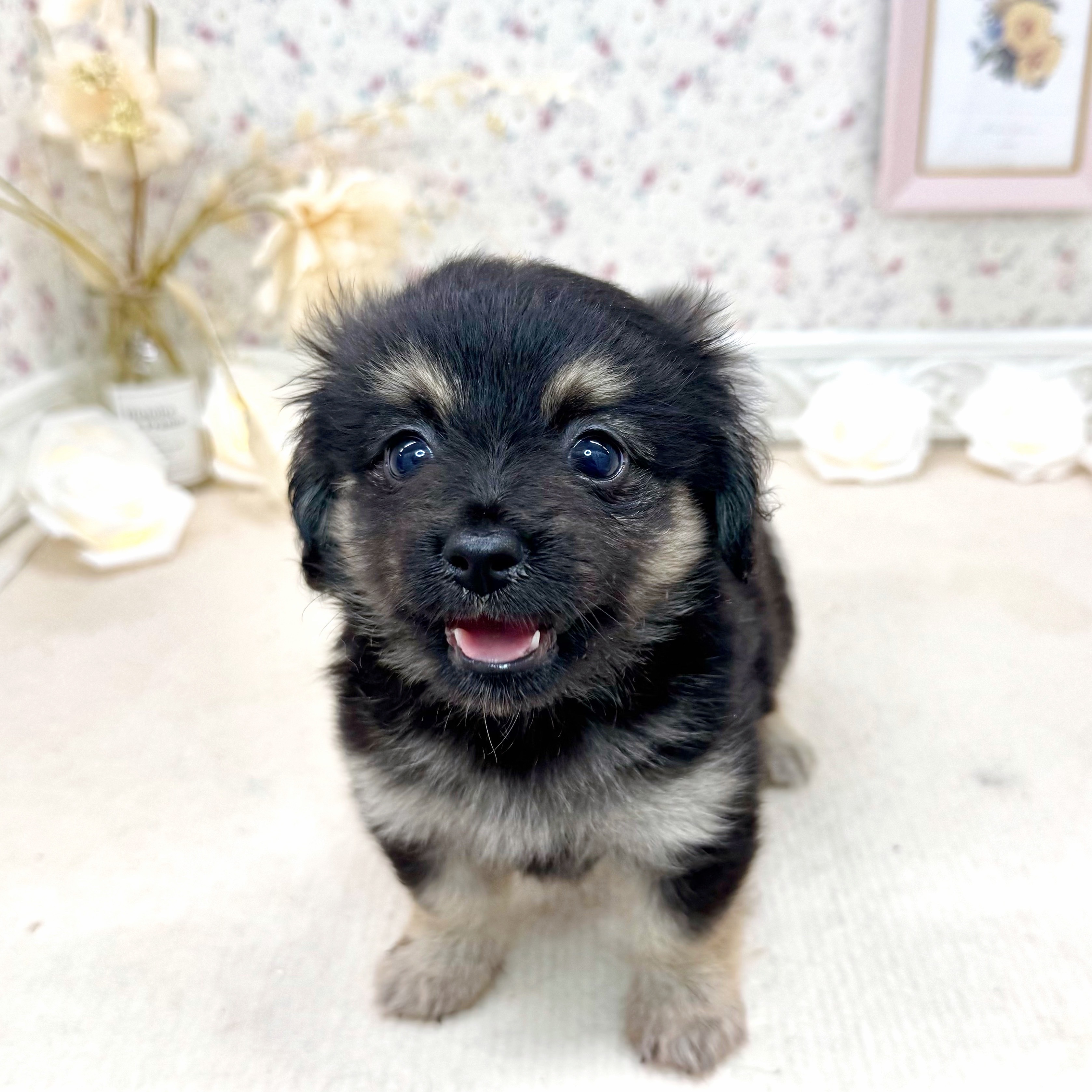 石川県のポメックス(ポメラニアン×ダックス) (犬の家＆猫の里アミーゴ金沢有松店/2025年5月11日生まれ/女の子/ブラックタン)の子犬の1枚目の画像