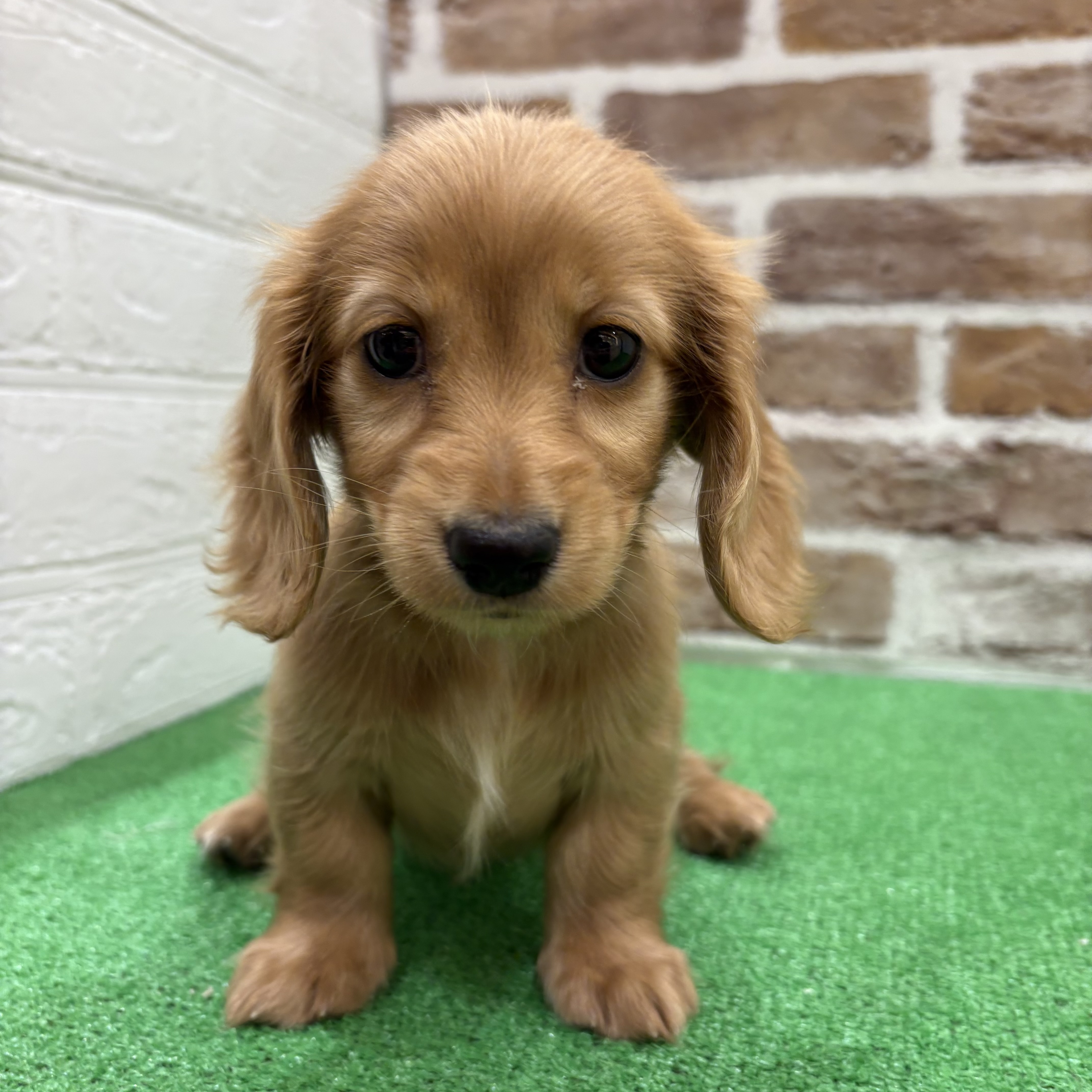 三重県のミニチュアダックスフンド(ロング) (犬の家＆猫の里三重桑名店/2025年9月9日生まれ/女の子/ゴールド)の子犬