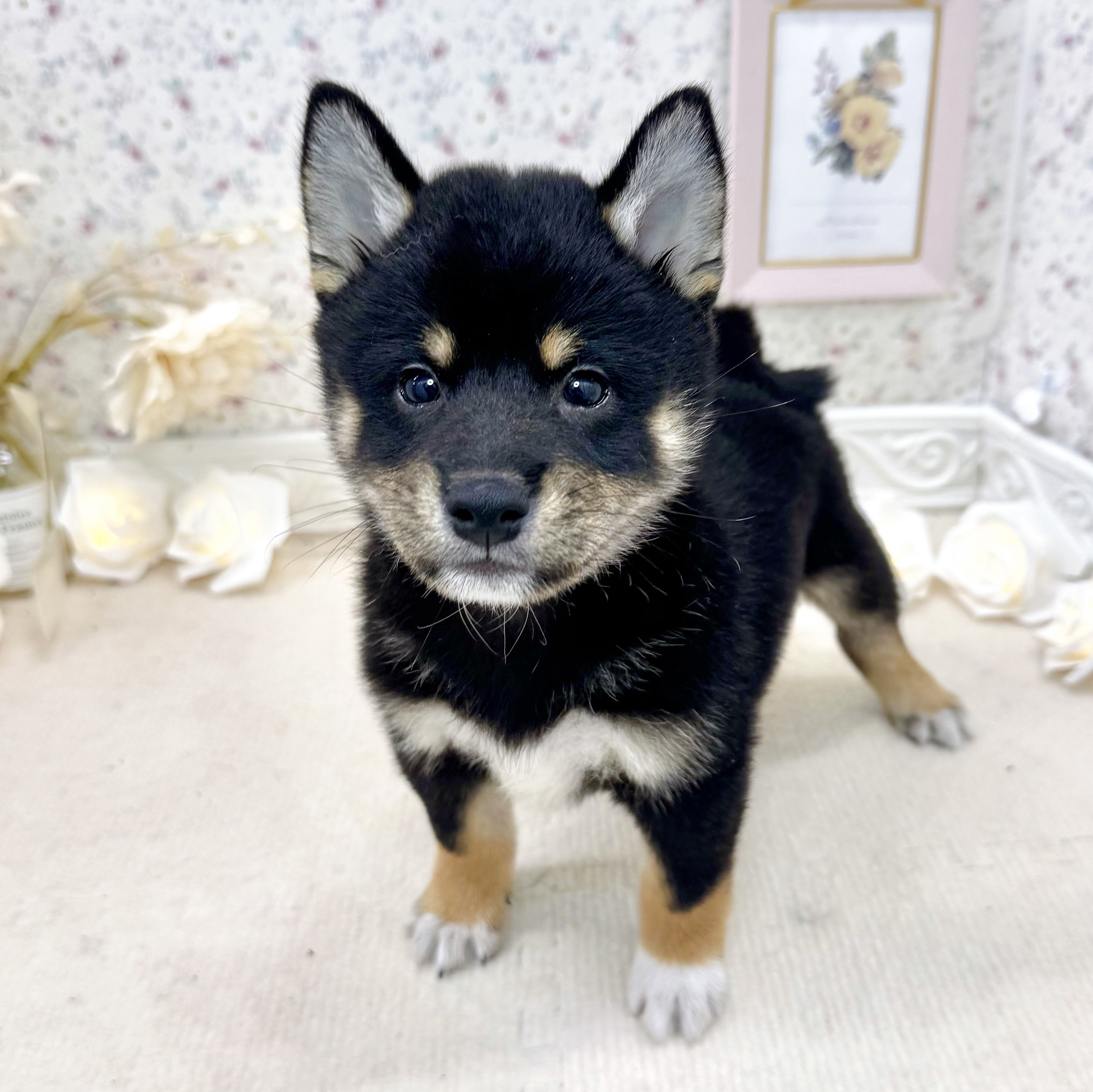 石川県の柴犬(標準サイズ) (犬の家＆猫の里アミーゴ金沢有松店/2025年5月11日生まれ/男の子/黒)の子犬の1枚目の画像