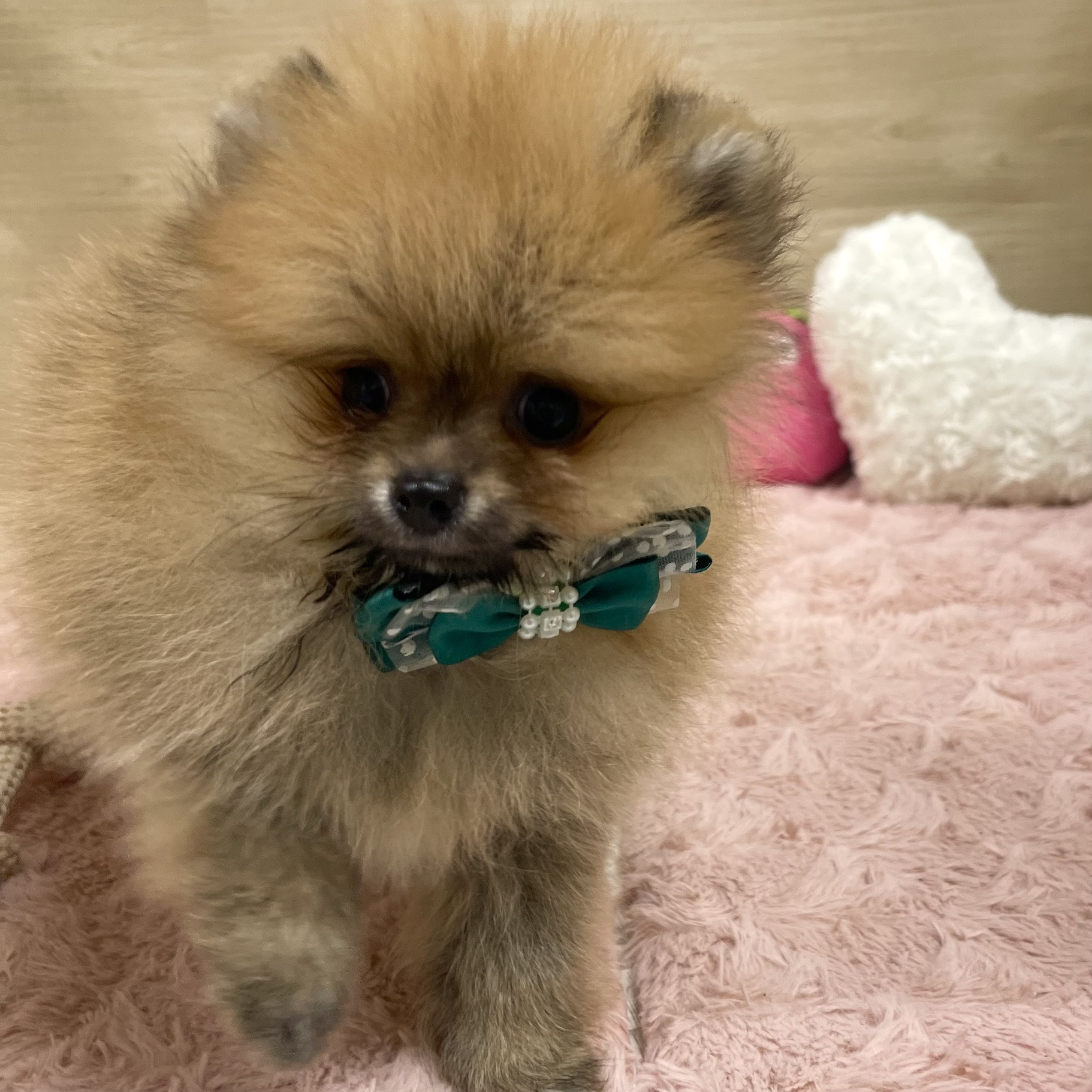 大阪府のポメラニアン (犬の家＆猫の里そよら東岸和田店/2025年6月11日生まれ/男の子/オレンジ)の子犬の2枚目の画像