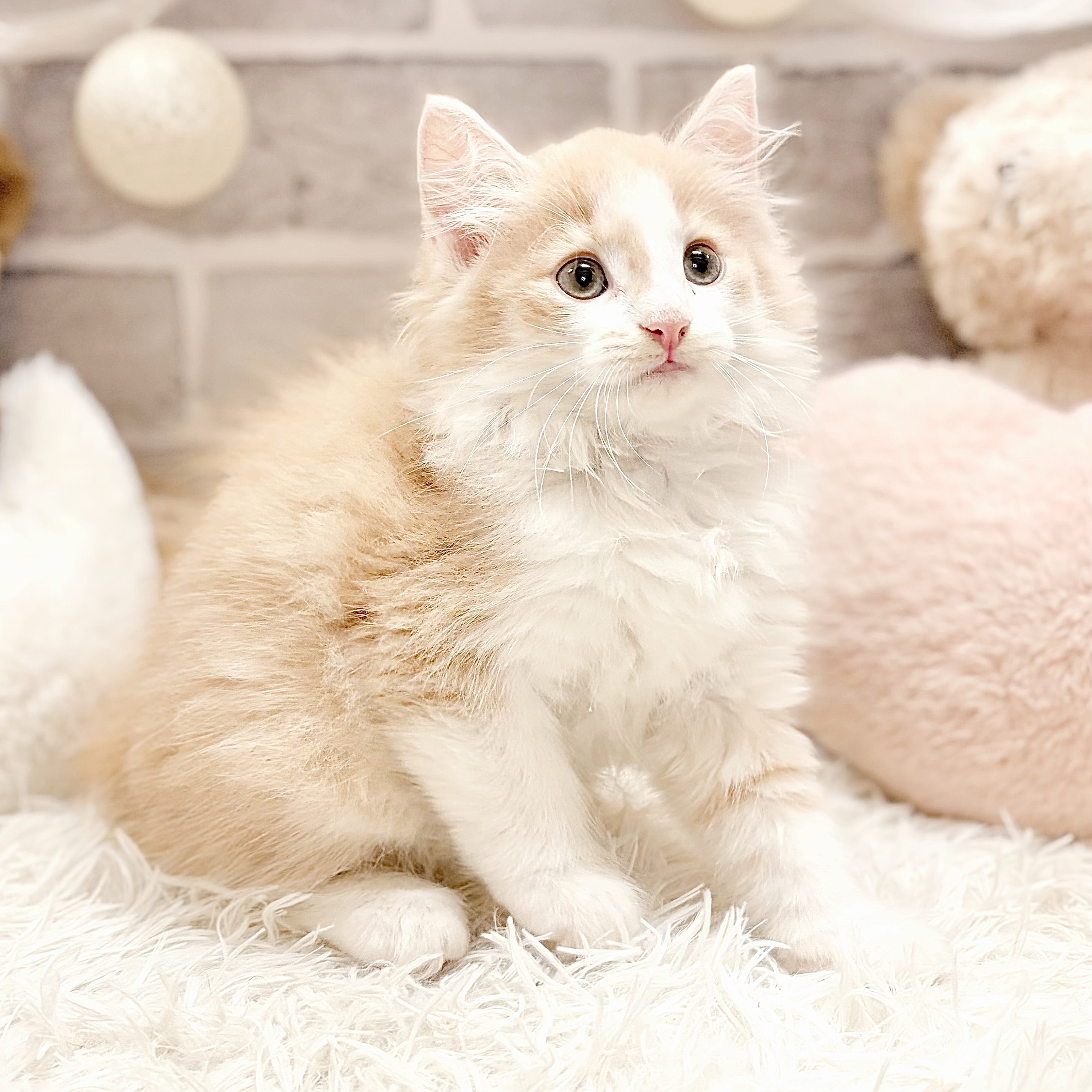 兵庫県のノルウェージャンフォレストキャット (犬の家＆猫の里神戸店/2026年8月6日生まれ/男の子/クリームタビーホワイト)の子猫の2枚目の画像