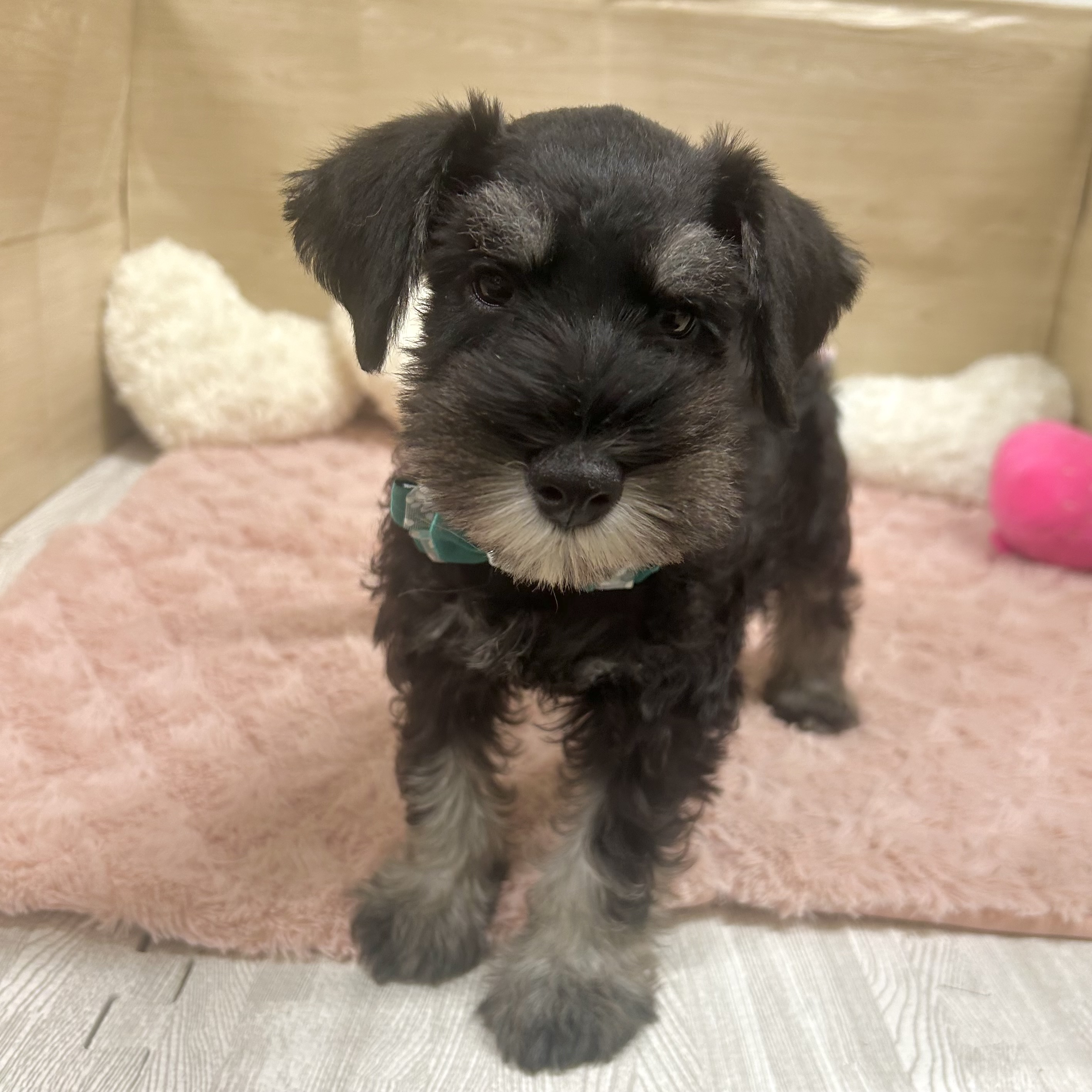 大阪府のミニチュアシュナウザー (犬の家＆猫の里そよら東岸和田店/2025年5月20日生まれ/男の子/ブラックシルバー)の子犬の2枚目の画像