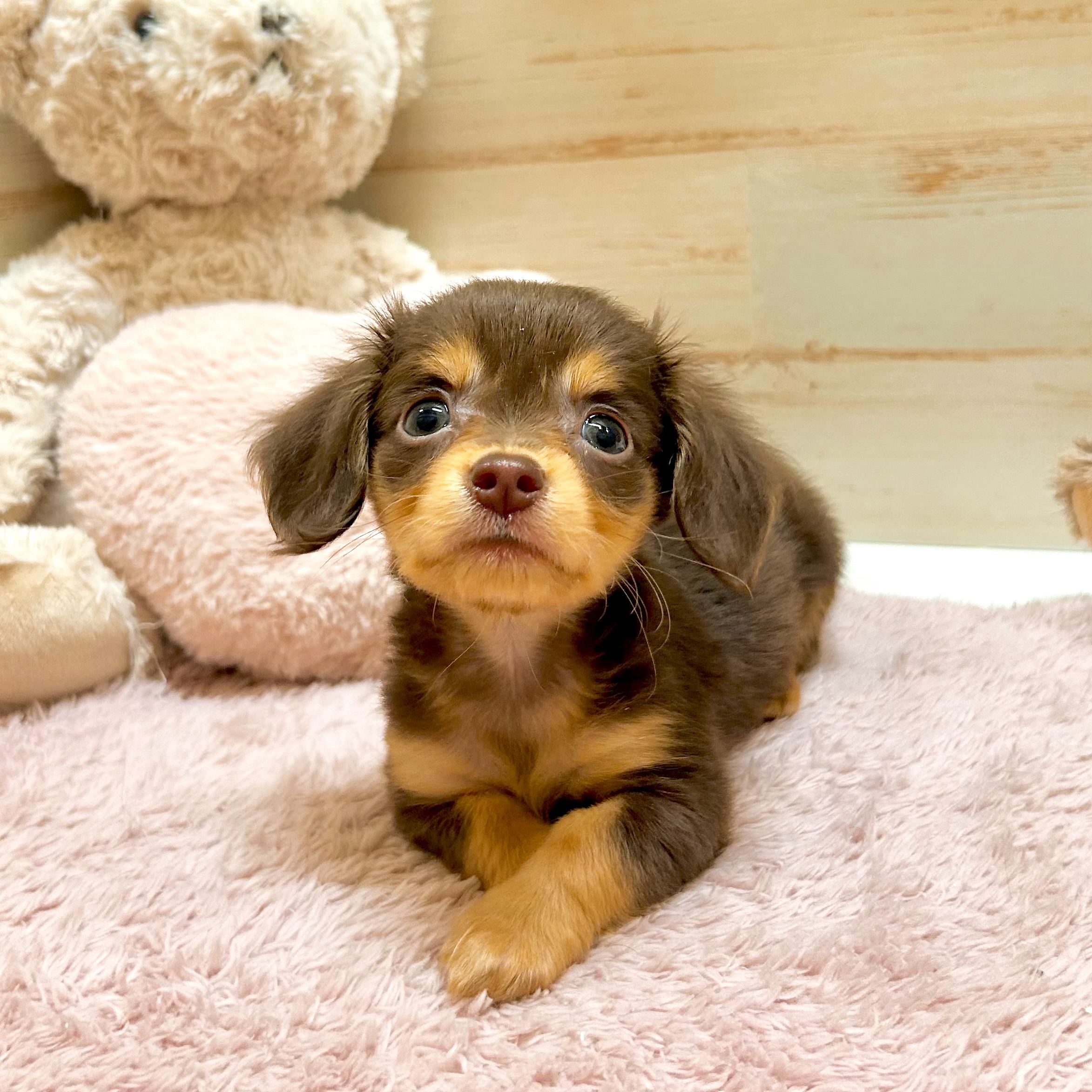 兵庫県のチワックス(チワワ×ダックス) (犬の家＆猫の里神戸店/2025年12月20日生まれ/男の子/チョコレートタン)の子犬の2枚目の画像