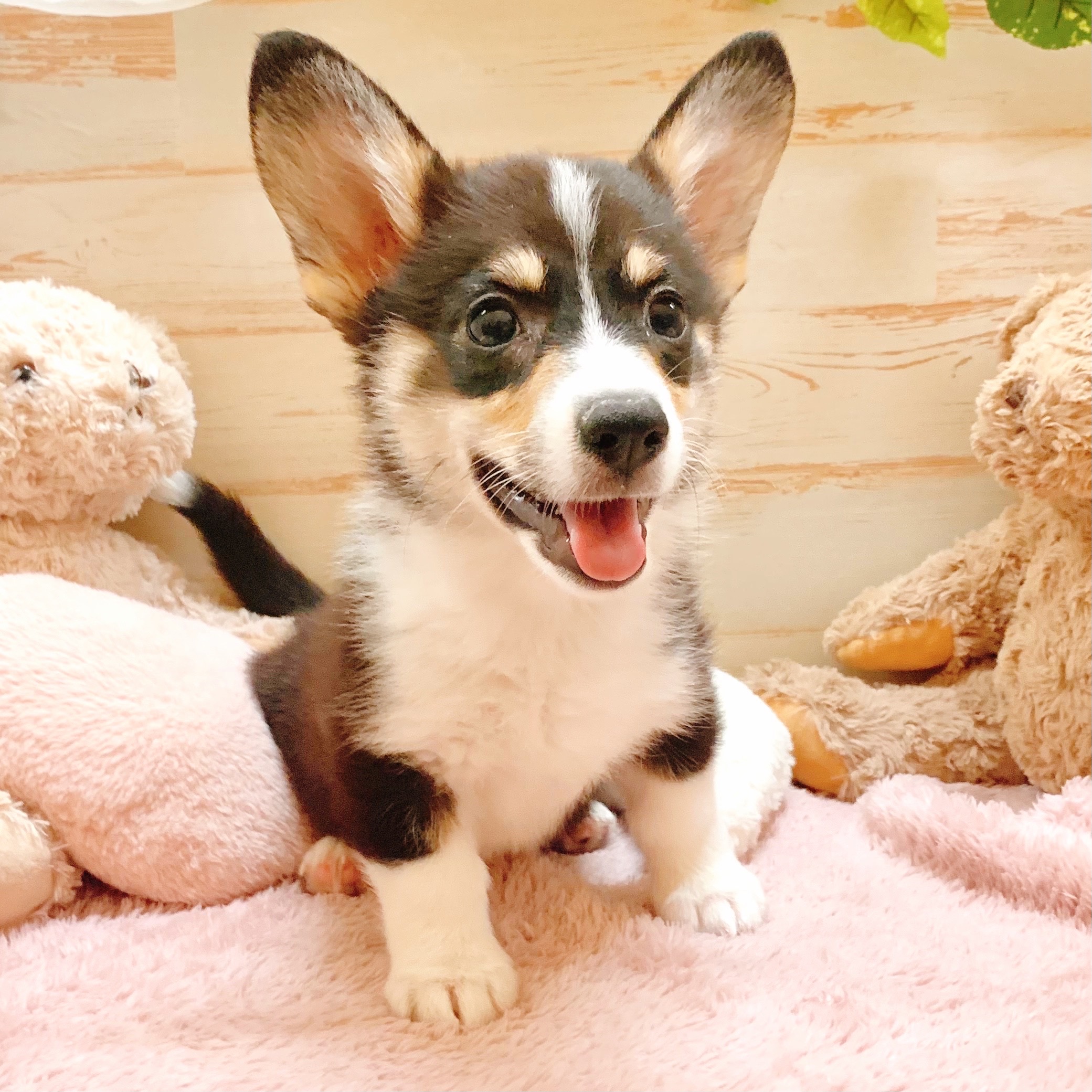 兵庫県のウェルシュコーギーペンブローク (犬の家＆猫の里神戸店/2025年7月16日生まれ/女の子/ブラックタンホワイト)の子犬の2枚目の画像