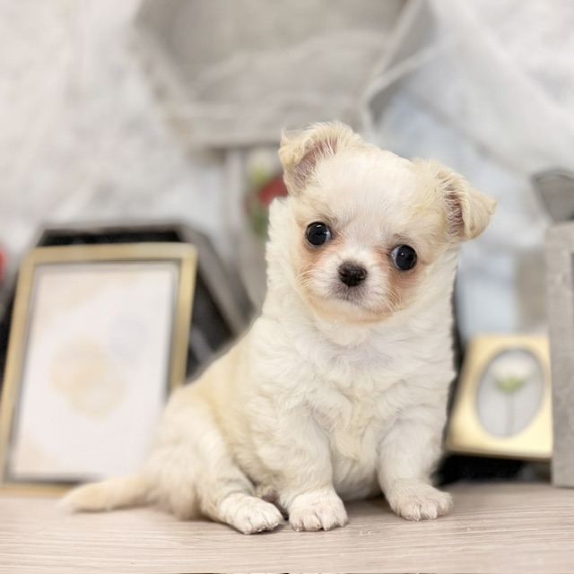 千葉県のチワワ(ロング) (犬の家＆猫の里ワンズモール稲毛店/2026年7月20日生まれ/男の子/クリームホワイト)の子犬の2枚目の画像