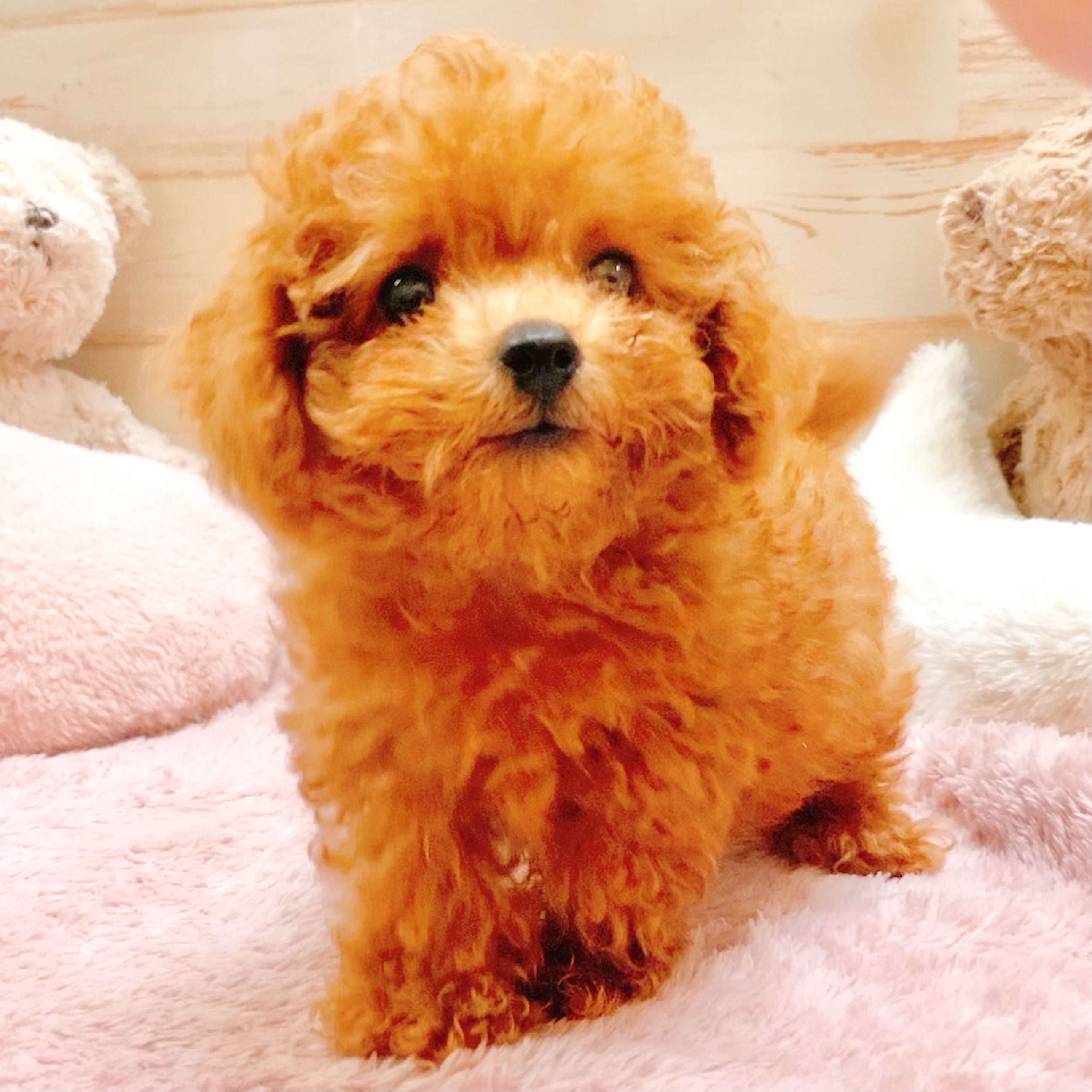 兵庫県のティーカッププードル (犬の家＆猫の里神戸店/2025年7月20日生まれ/男の子/レッドフォーン)の子犬の2枚目の画像
