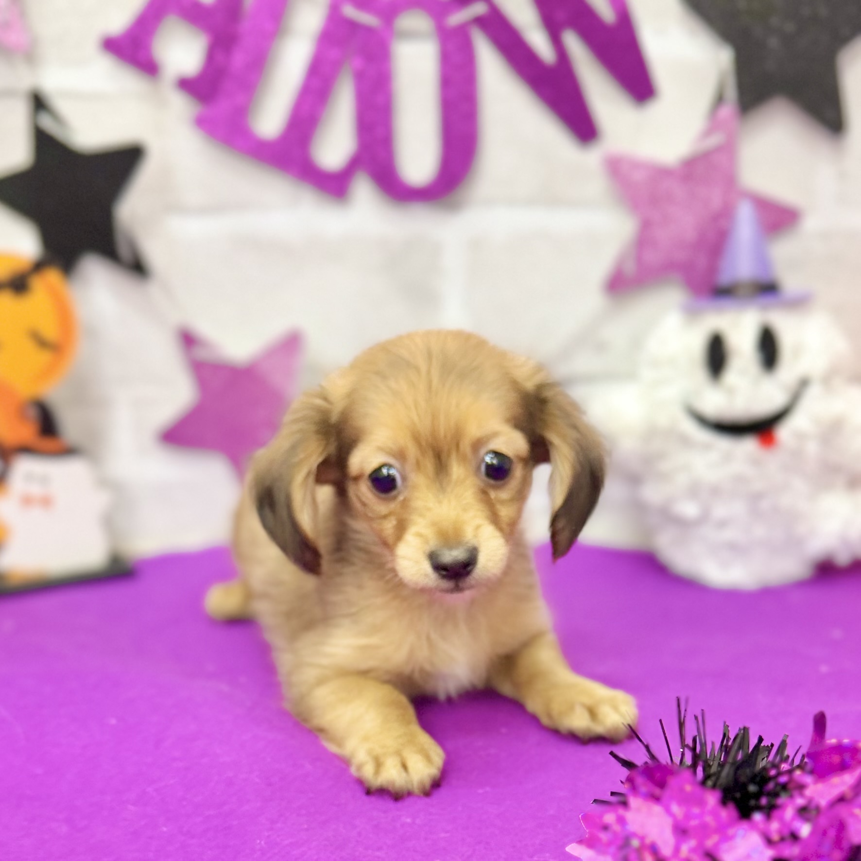 静岡県のチワックス(チワワ×ダックス) (犬の家＆猫の里プレ葉ウォーク浜北店/2025年8月10日生まれ/男の子/レッド)の子犬の1枚目の画像