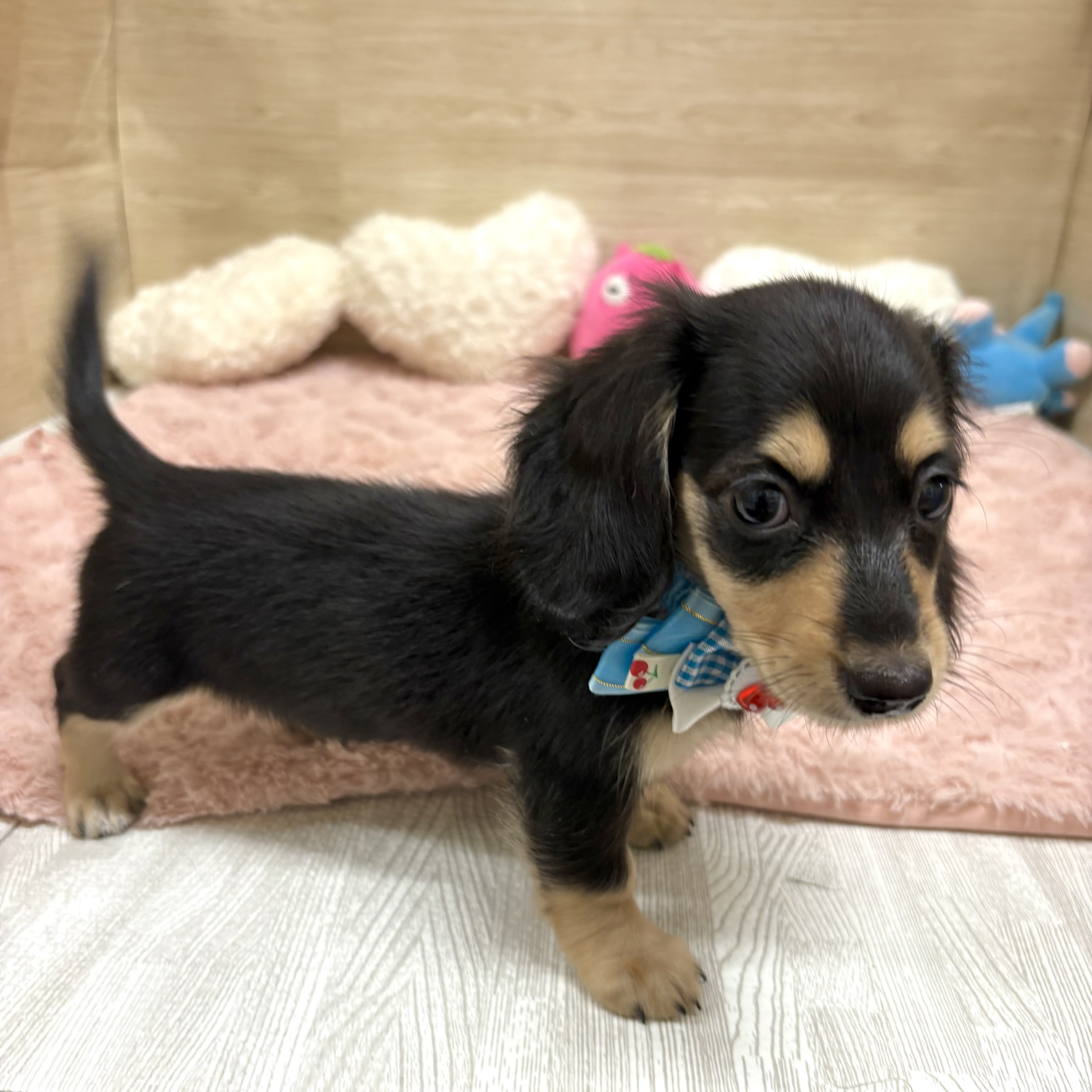 兵庫県のミニチュアダックスフンド(ロング) (犬の家＆猫の里ゆめタウン姫路店/2025年6月1日生まれ/女の子/ブラックタン)の子犬の2枚目の画像