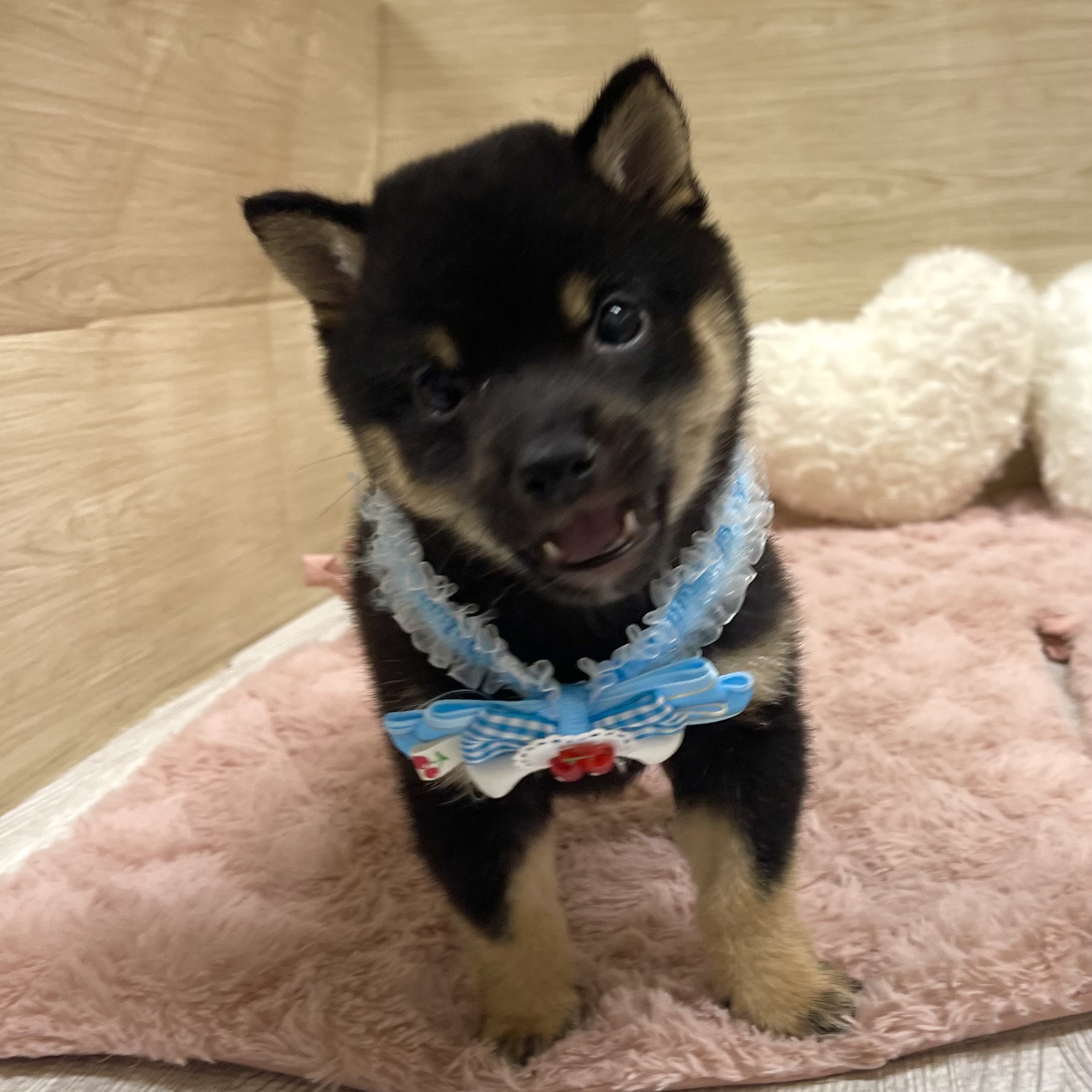大阪府の豆柴 (犬の家＆猫の里そよら東岸和田店/2025年6月11日生まれ/男の子/黒)の子犬の2枚目の画像