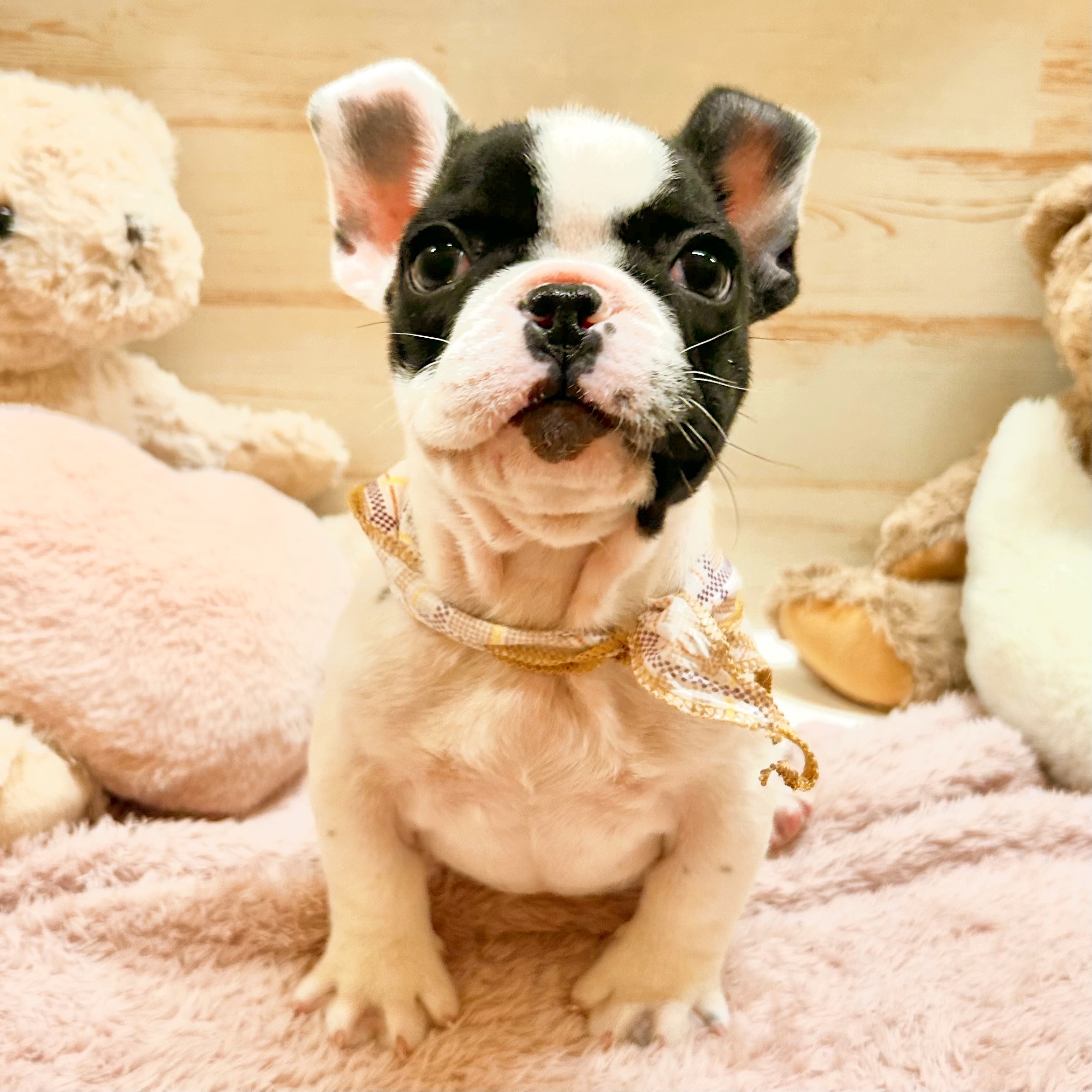 兵庫県のフレンチブルドッグ (犬の家＆猫の里神戸店/2025年12月20日生まれ/男の子/パイド)の子犬の2枚目の画像