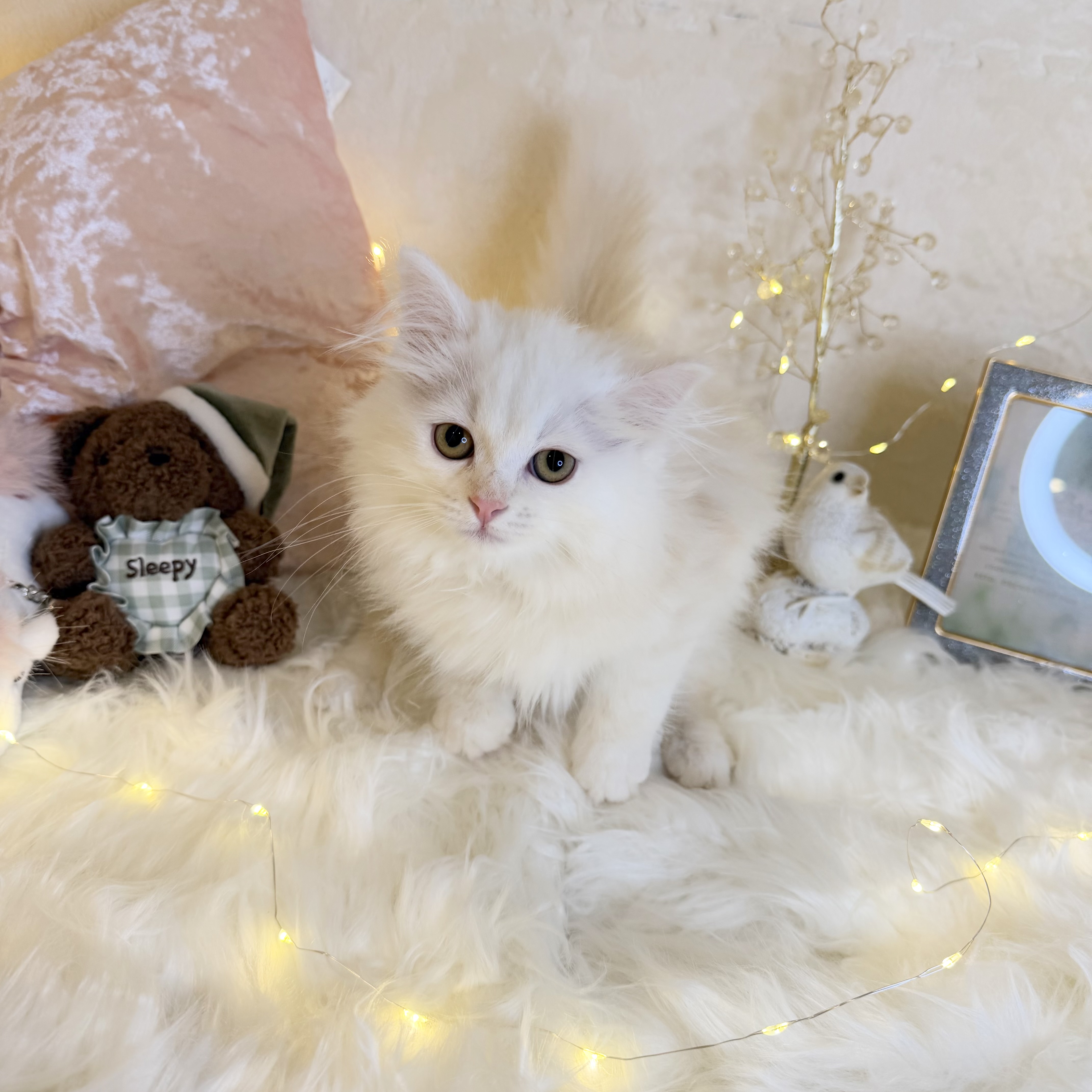 東京都のサイベリアン (犬の家＆猫の里新宿店/2026年7月20日生まれ/女の子/クリームタビー)の子猫の1枚目の画像