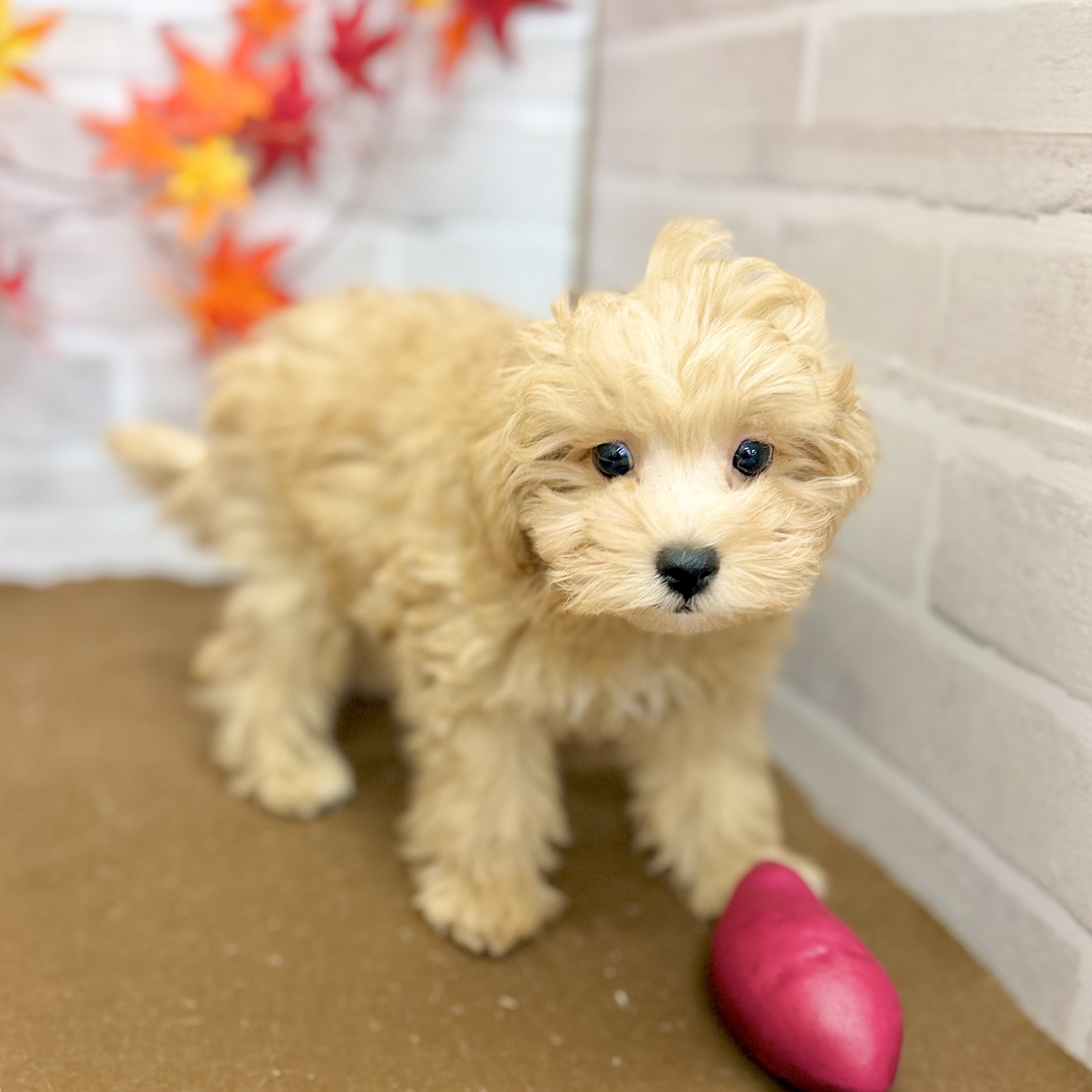 静岡県のマルプー(マルチーズ×プードル) (犬の家＆猫の里プレ葉ウォーク浜北店/2025年8月15日生まれ/男の子/アプリコット)の子犬の2枚目の画像