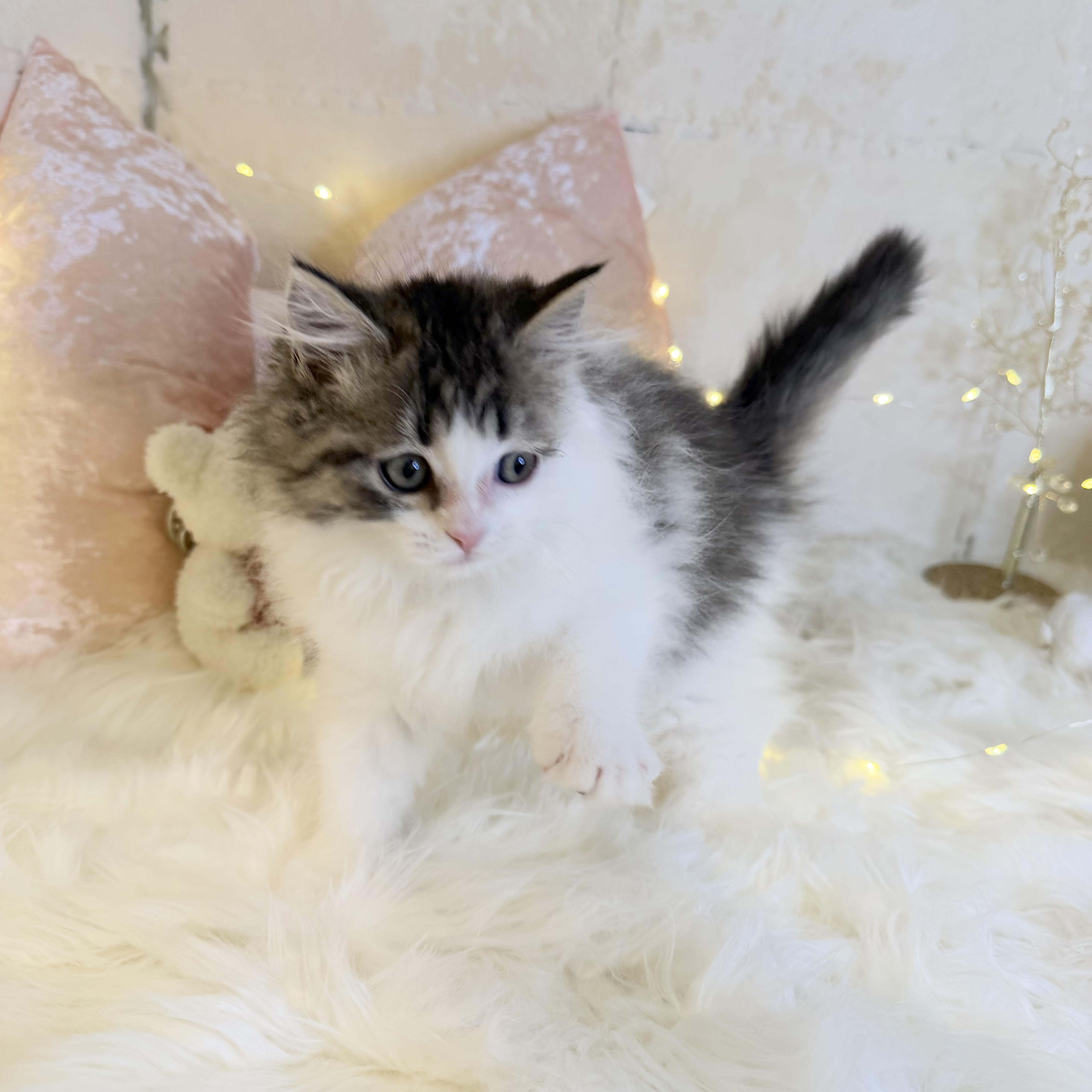 東京都のミヌエット (犬の家＆猫の里新宿店/2026年7月26日生まれ/男の子/ブラウンタビーホワイト)の子猫の1枚目の画像