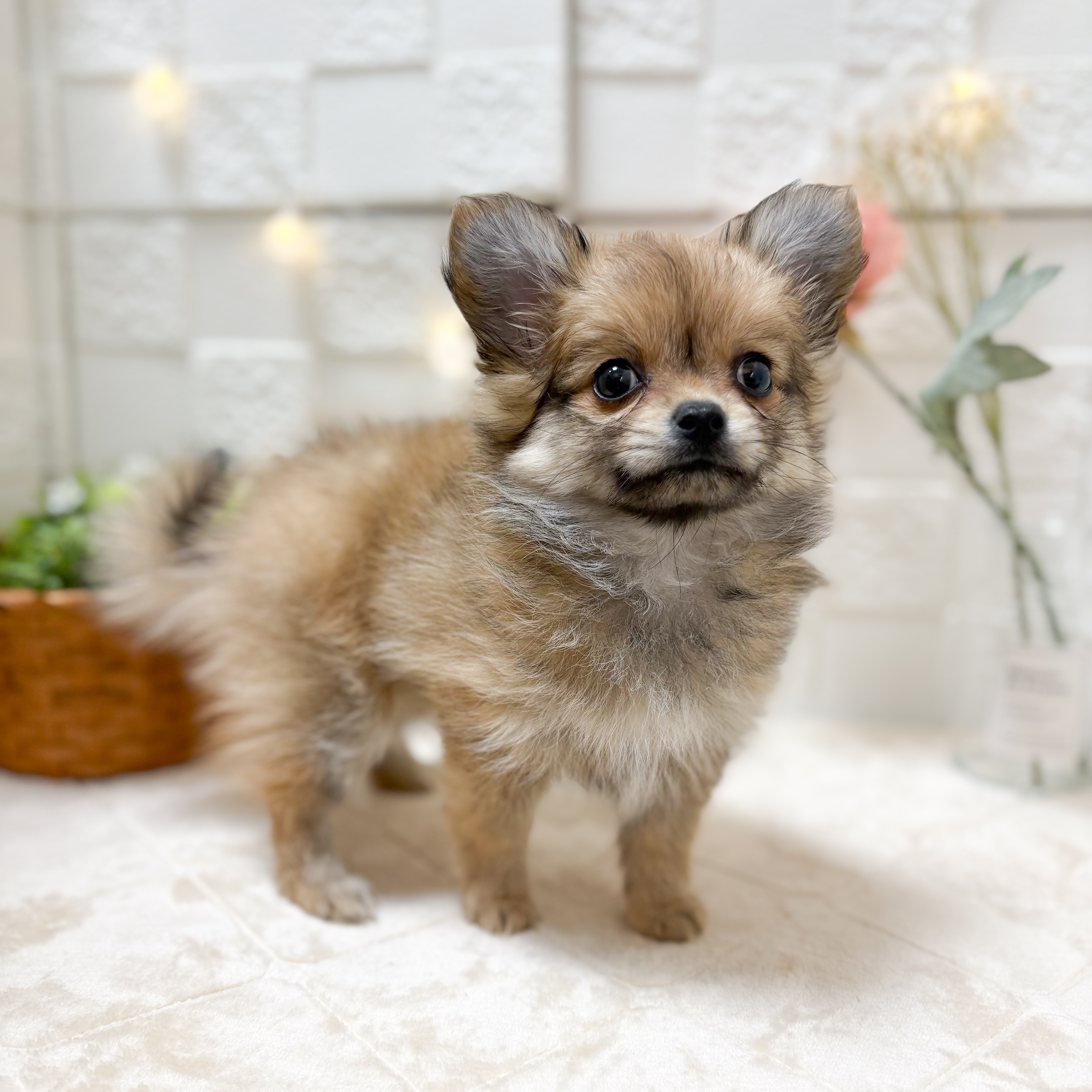 東京都のポメチワ/チワポメ/ポメチー(ポメラニアン×チワワ) (犬の家＆猫の里ペットフォレスト小平店/2026年1月23日生まれ/女の子/オレンジ)の子犬の2枚目の画像