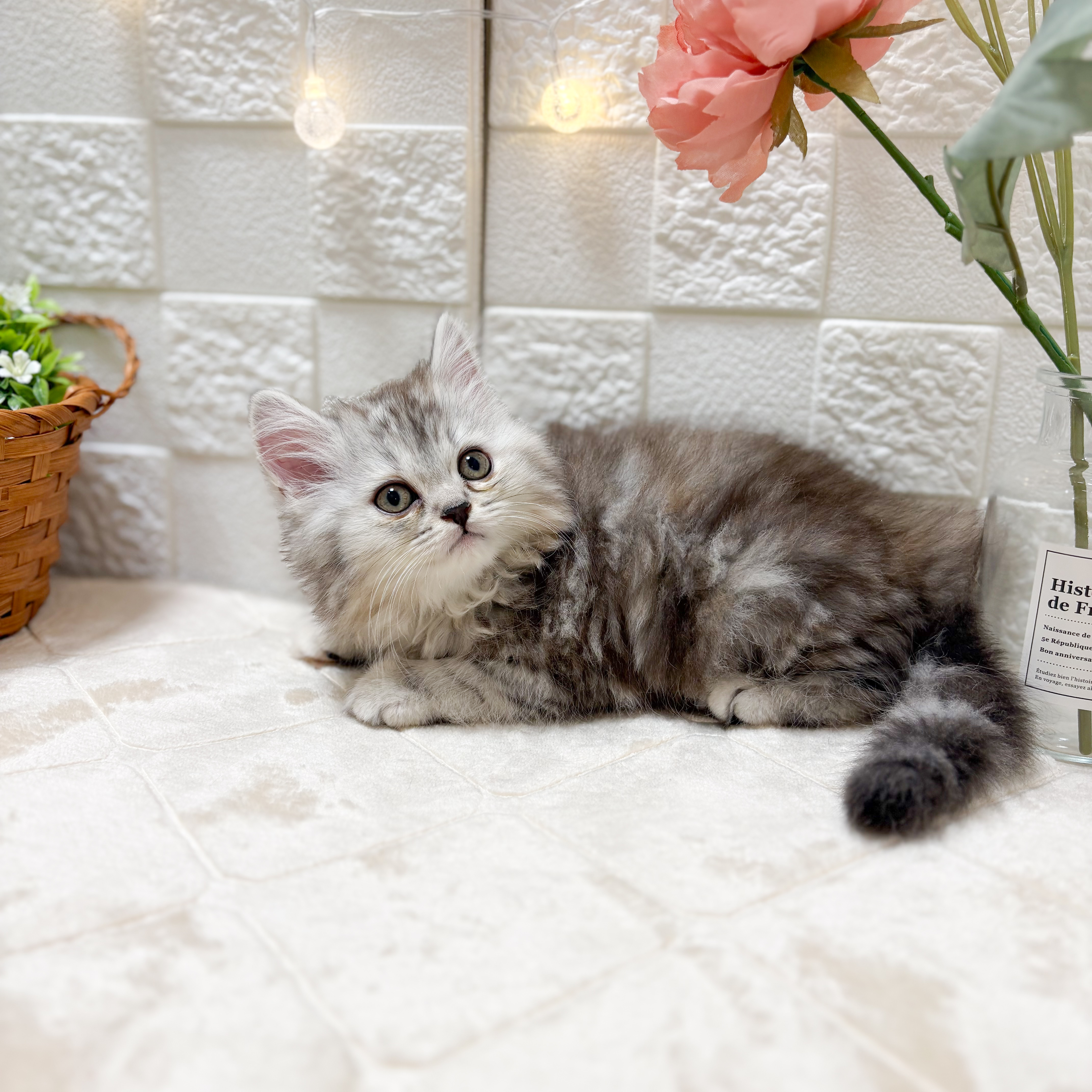 東京都のスコティッシュフォールド (犬の家＆猫の里ペットフォレスト小平店/2026年1月25日生まれ/女の子/シルバータビー)の子猫の2枚目の画像