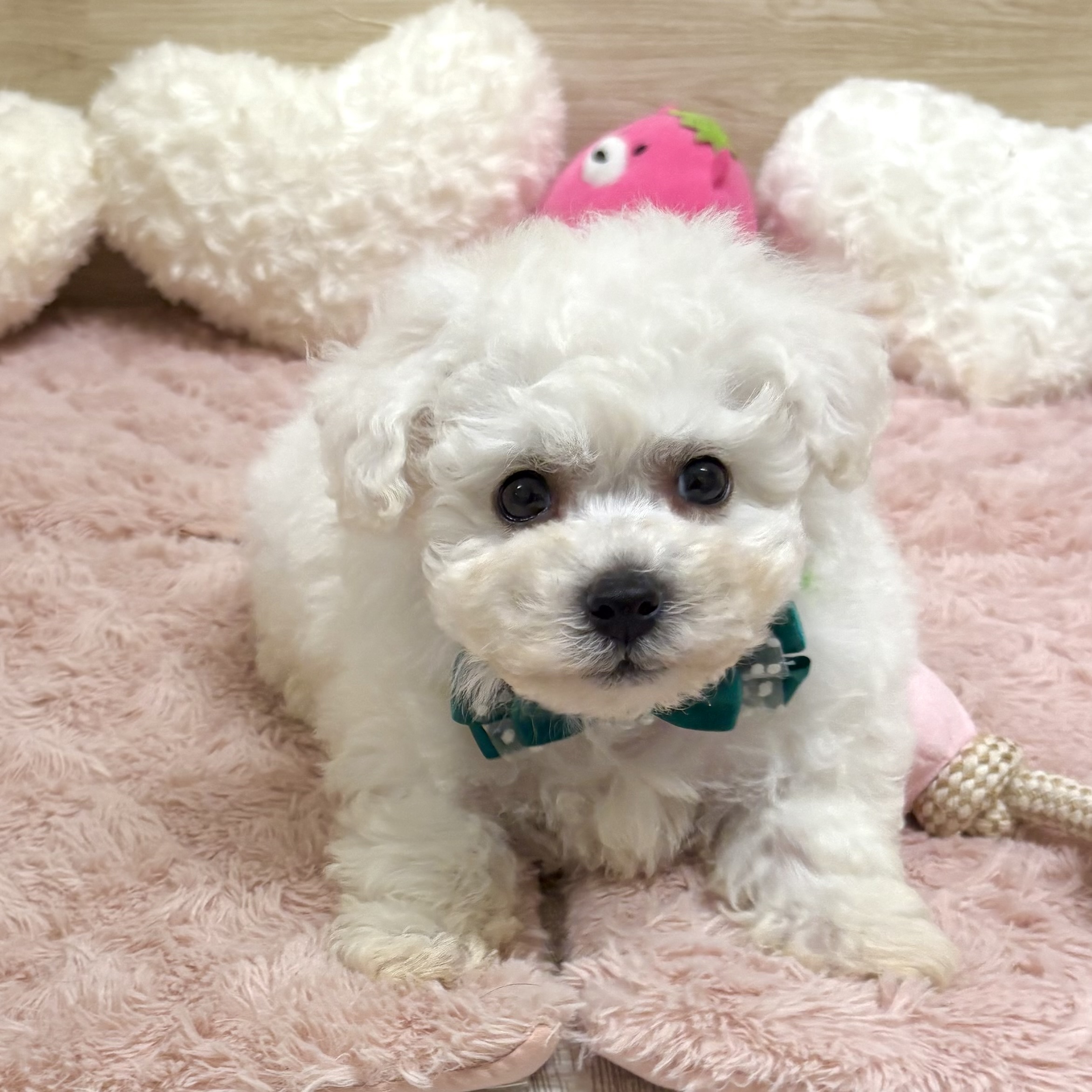 大阪府のビションフリーゼ (犬の家＆猫の里そよら東岸和田店/2025年5月30日生まれ/男の子/ホワイト)の子犬の2枚目の画像