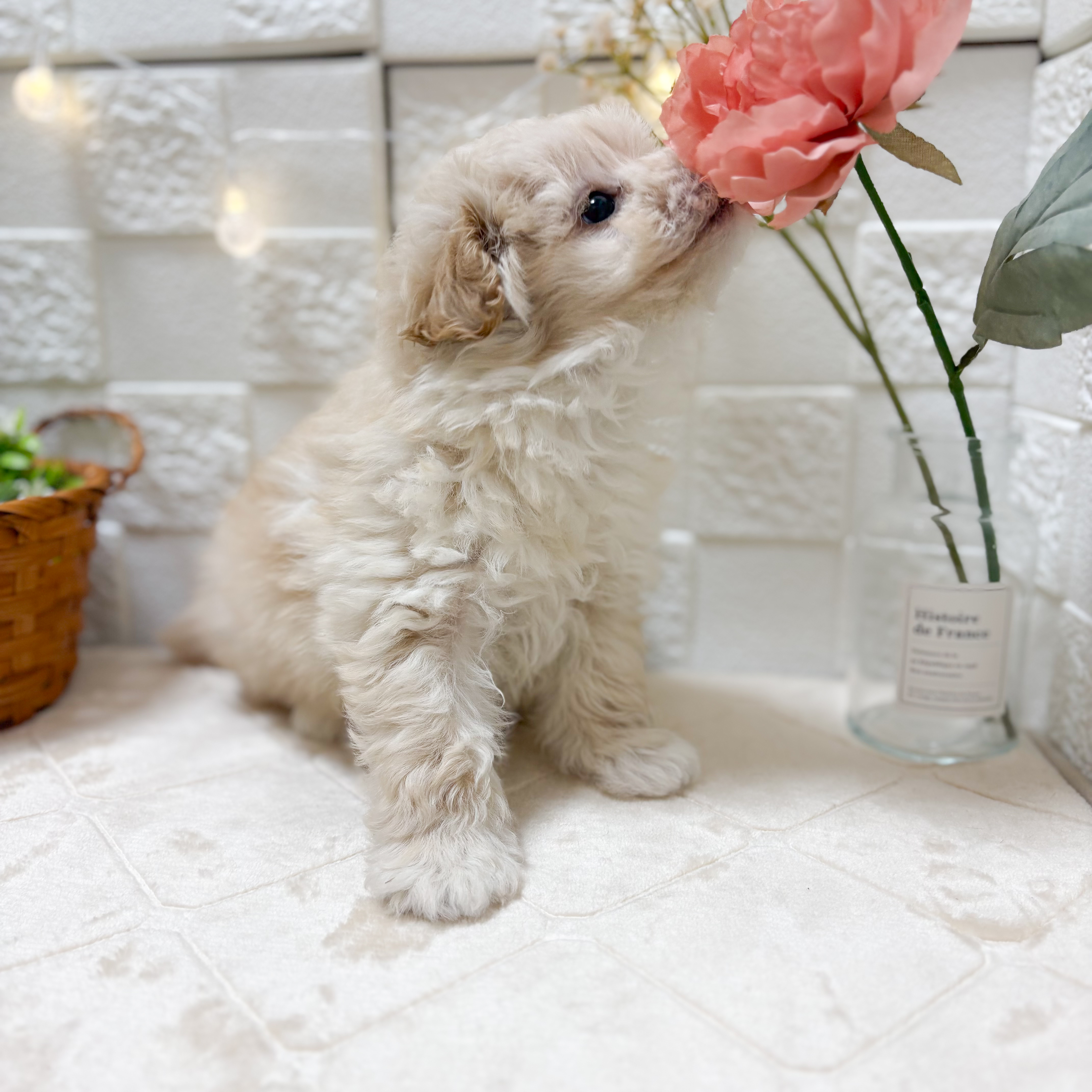 東京都のポメプー(ポメラニアン×プードル) (犬の家＆猫の里ペットフォレスト小平店/2026年1月19日生まれ/女の子/クリーム)の子犬の2枚目の画像