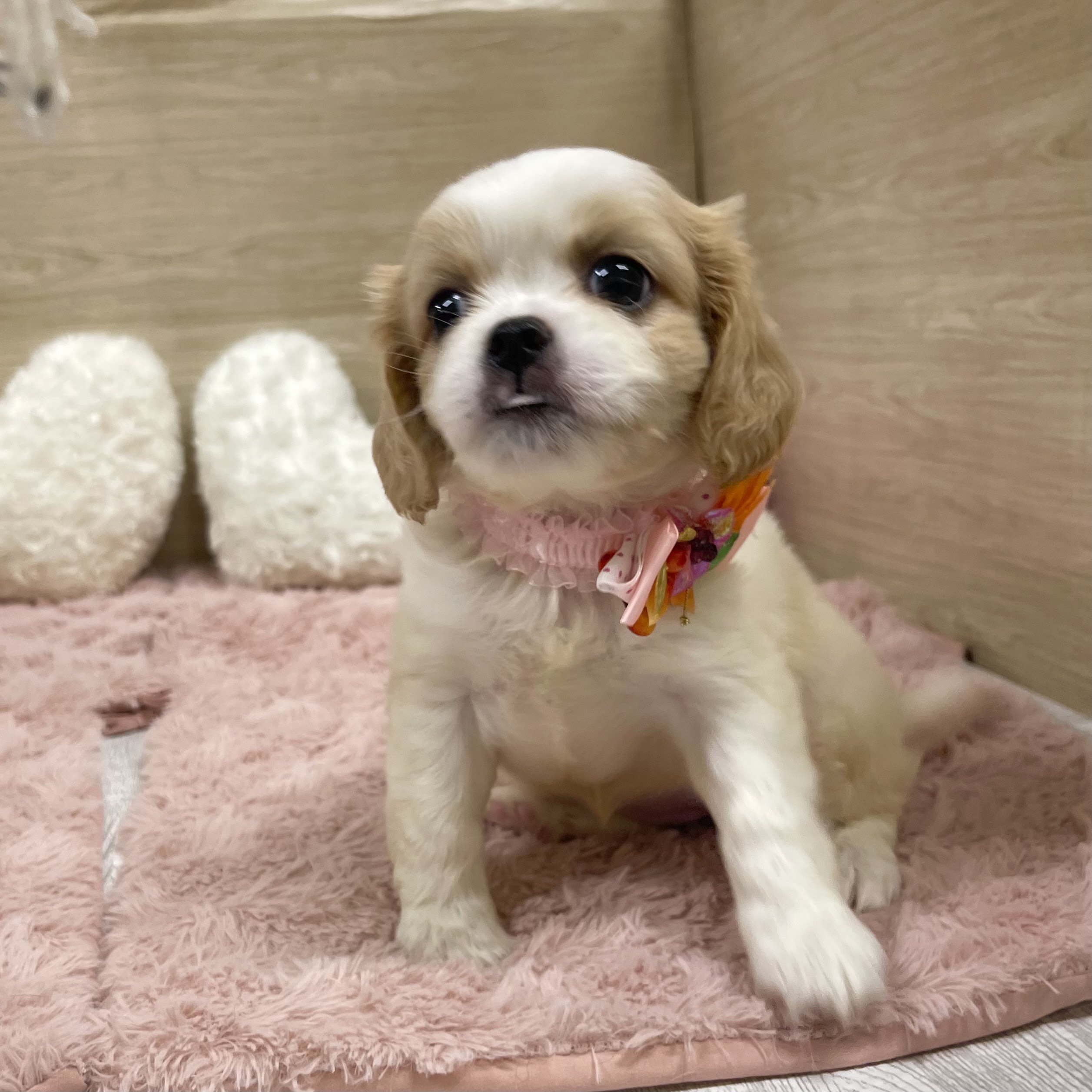 大阪府のハーフ犬・ミックス犬 (犬の家＆猫の里そよら東岸和田店/2025年6月11日生まれ/女の子/ホワイトレッド)の子犬の2枚目の画像