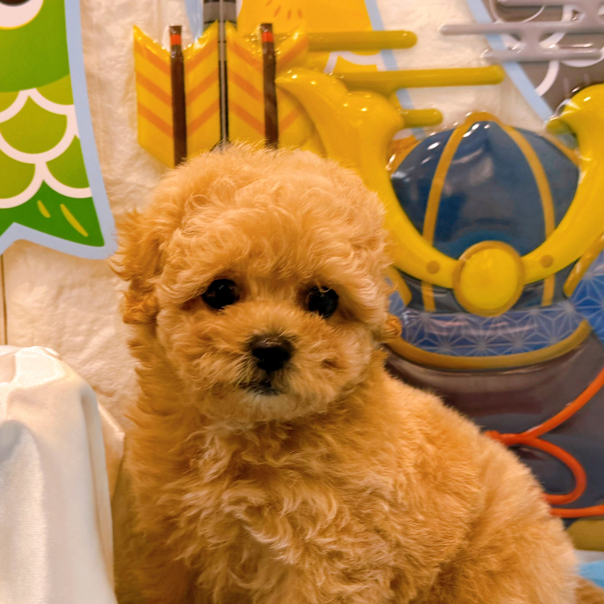 岡山県のマルプー(マルチーズ×プードル) (犬の家＆猫の里倉敷店/2026年3月1日生まれ/女の子/クリーム)の子犬の1枚目の画像