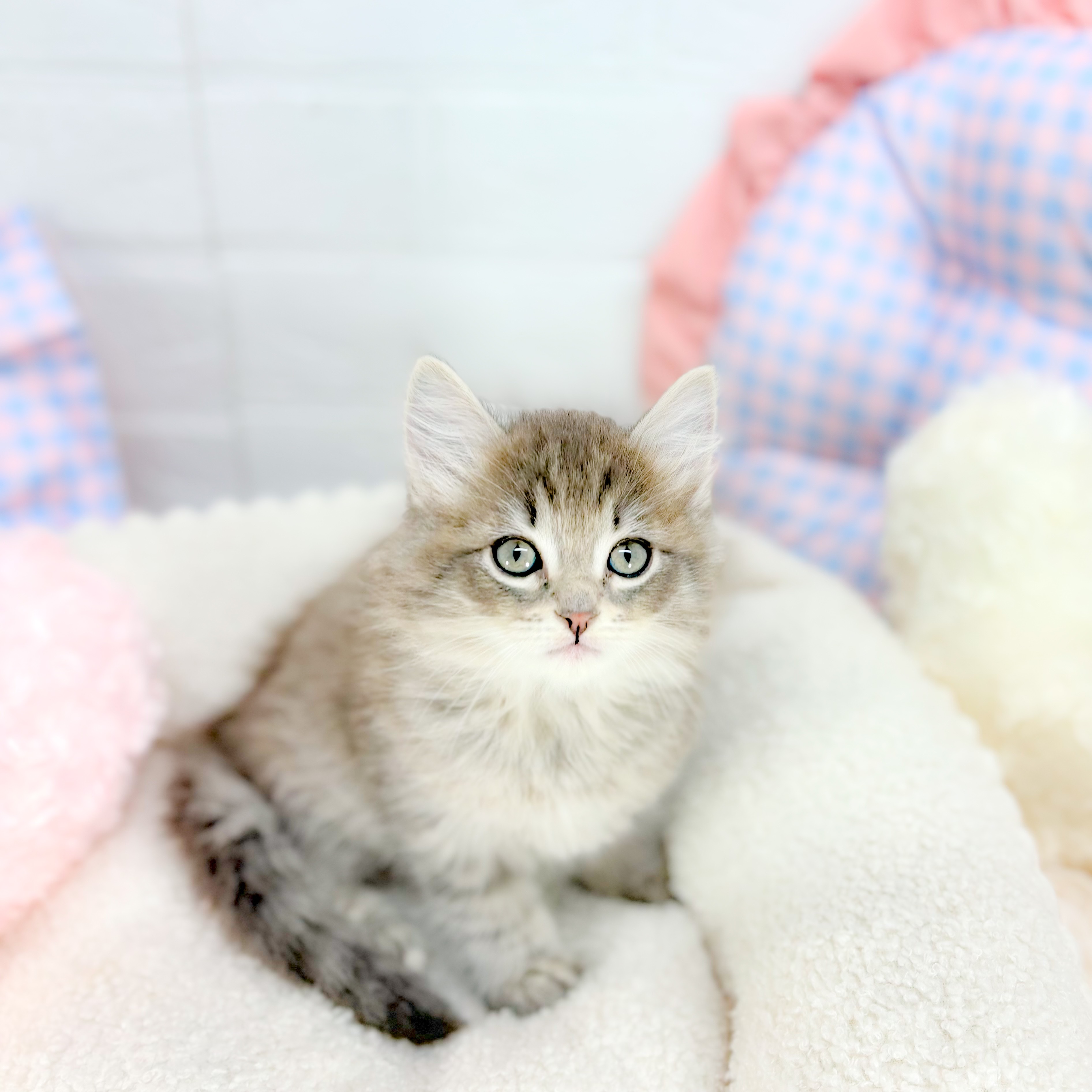 神奈川県のサイベリアン (犬の家＆猫の里元住吉ブレーメン通り店/2025年9月1日生まれ/男の子/ブルータビー)の子猫の2枚目の画像