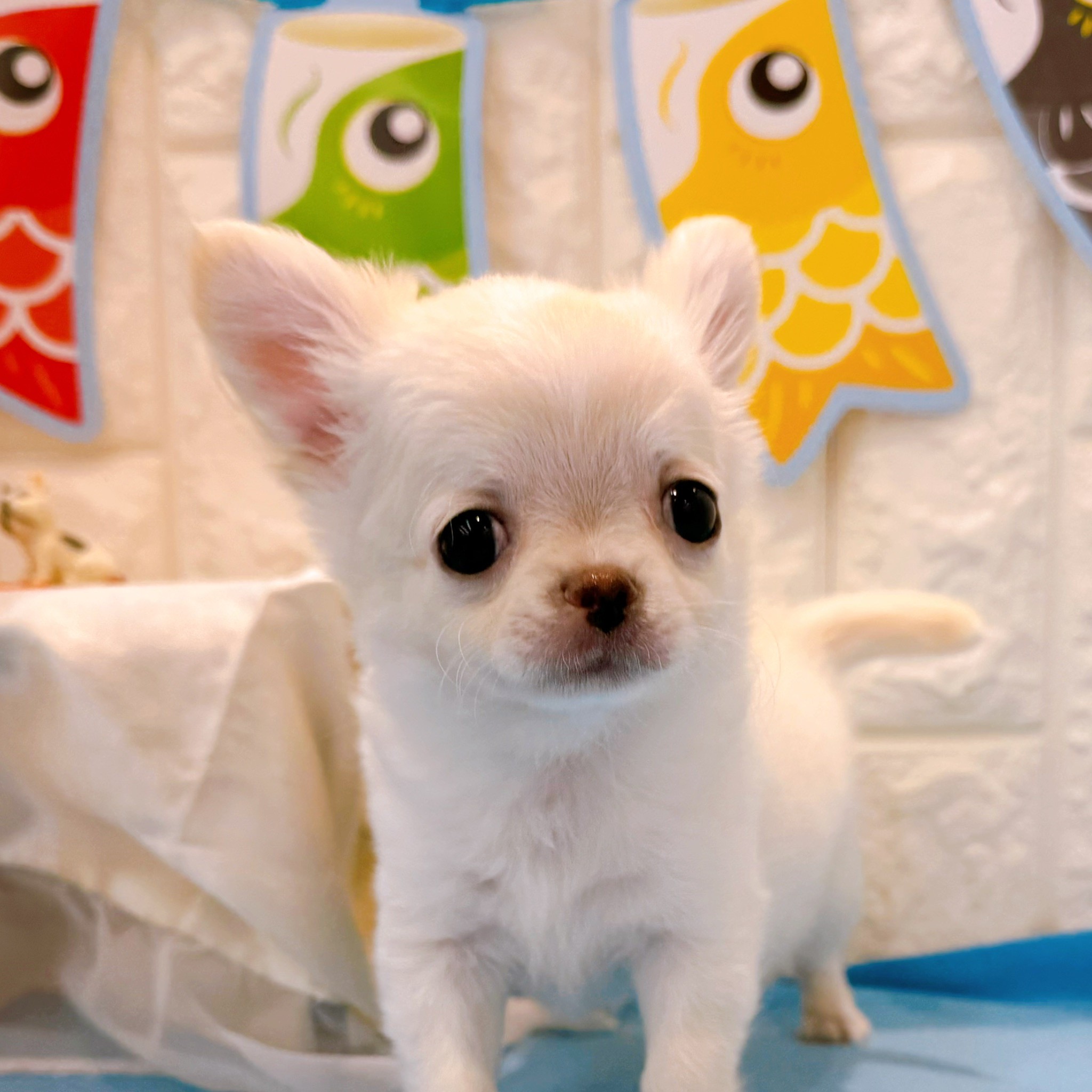 岡山県のチワワ(ロング) (犬の家＆猫の里倉敷店/2026年2月28日生まれ/女の子/クリーム)の子犬の2枚目の画像