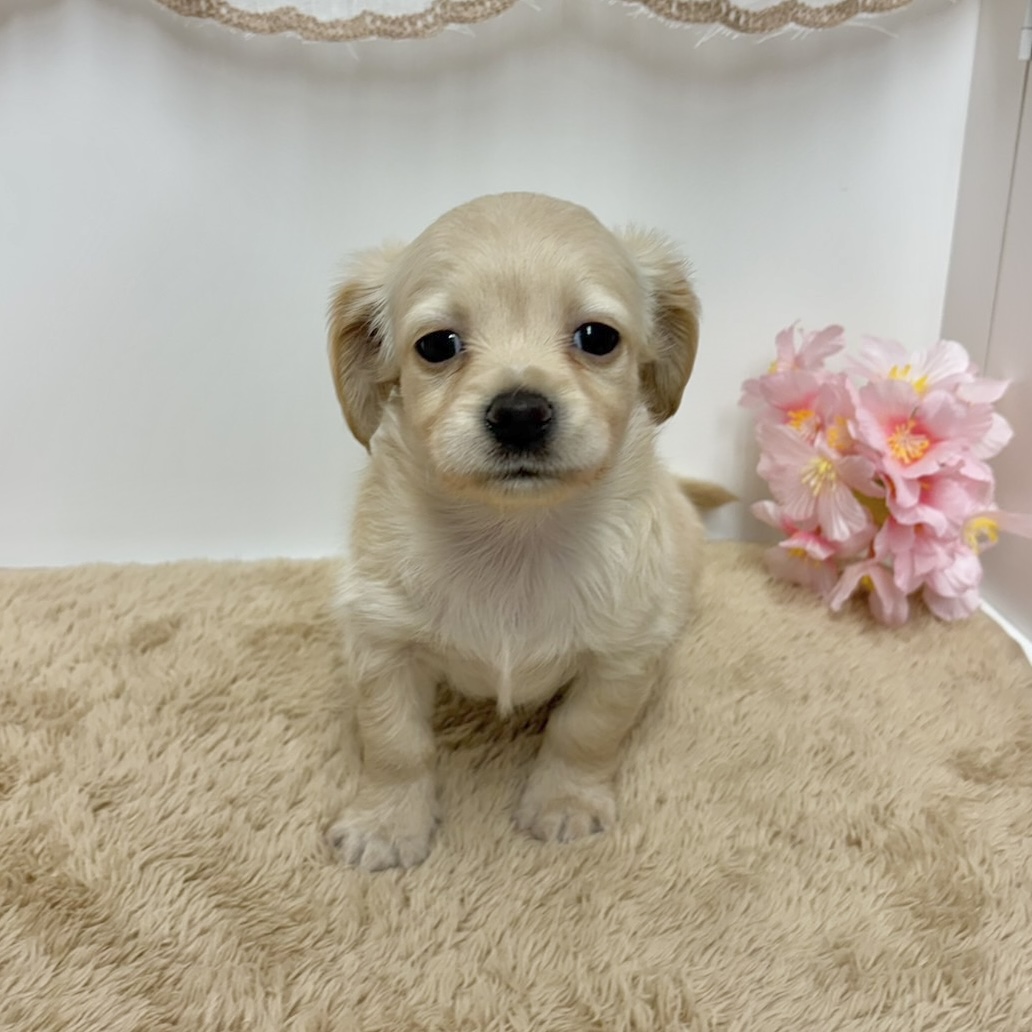 神奈川県のチワックス(チワワ×ダックス) (犬の家＆猫の里相模原店/2025年11月30日生まれ/男の子/イエロー)の子犬の2枚目の画像
