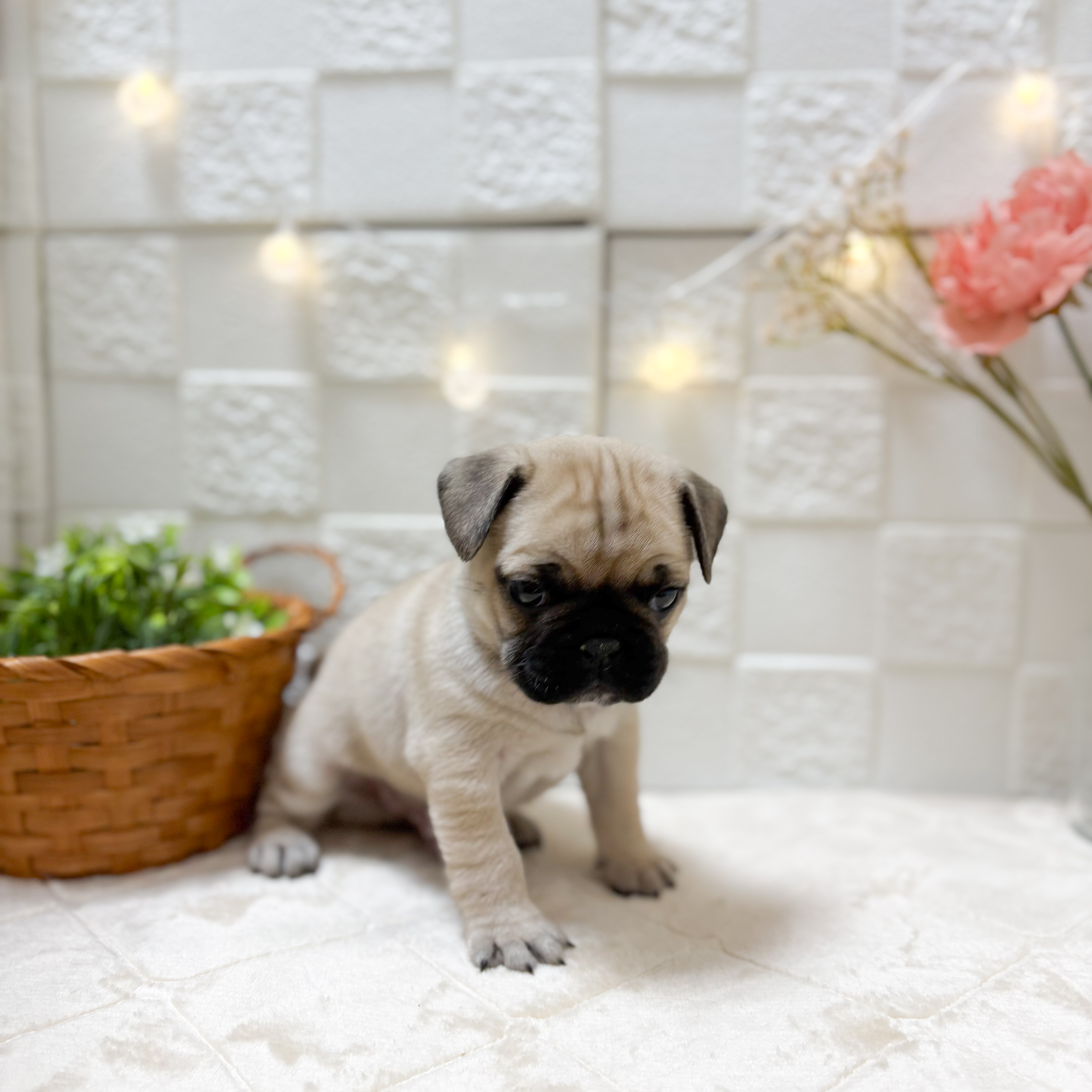 東京都のフレンチパグ/パグフレンチ(フレンチブルドック×パグ) (犬の家＆猫の里ペットフォレスト小平店/2026年1月24日生まれ/男の子/フォーン)の子犬の2枚目の画像