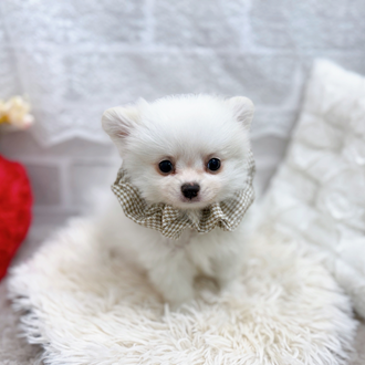 滋賀県のポメチワ/チワポメ/ポメチー(ポメラニアン×チワワ) (犬の家＆猫の里長浜店/2025年11月29日生まれ/男の子/ホワイトクリーム)の子犬の2枚目の画像