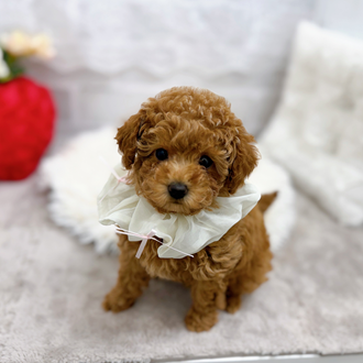 トイプードル女の子の写真