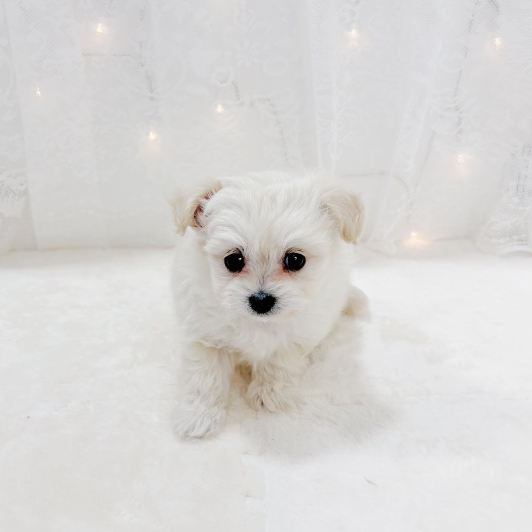 千葉県のチワプー/プーチー(チワワ×プードル) (犬の家＆猫の里BIGHOPガーデンモール印西店/2026年1月13日生まれ/男の子/クリーム)の子犬の2枚目の画像