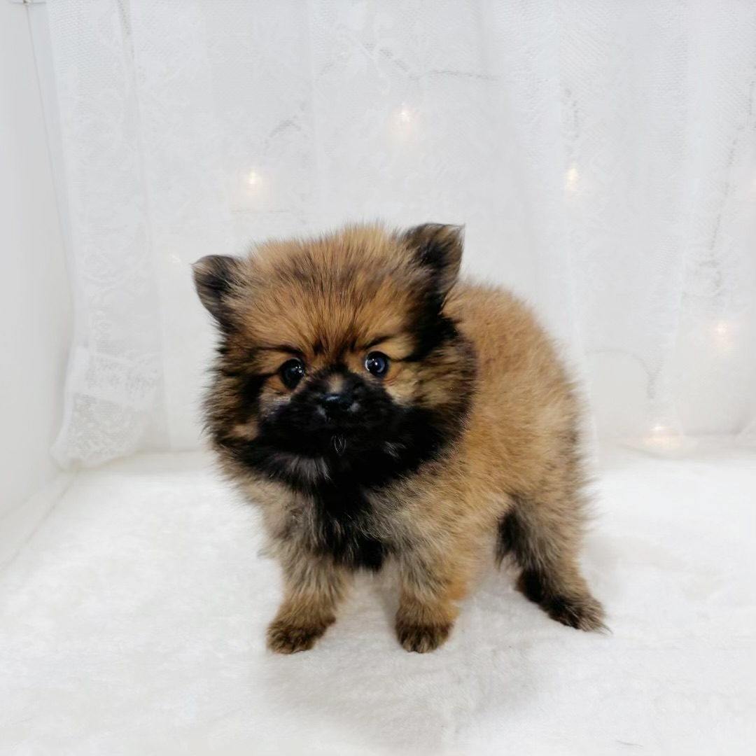 千葉県のポメラニアン (犬の家＆猫の里BIGHOPガーデンモール印西店/2026年1月11日生まれ/女の子/オレンジ)の子犬の2枚目の画像