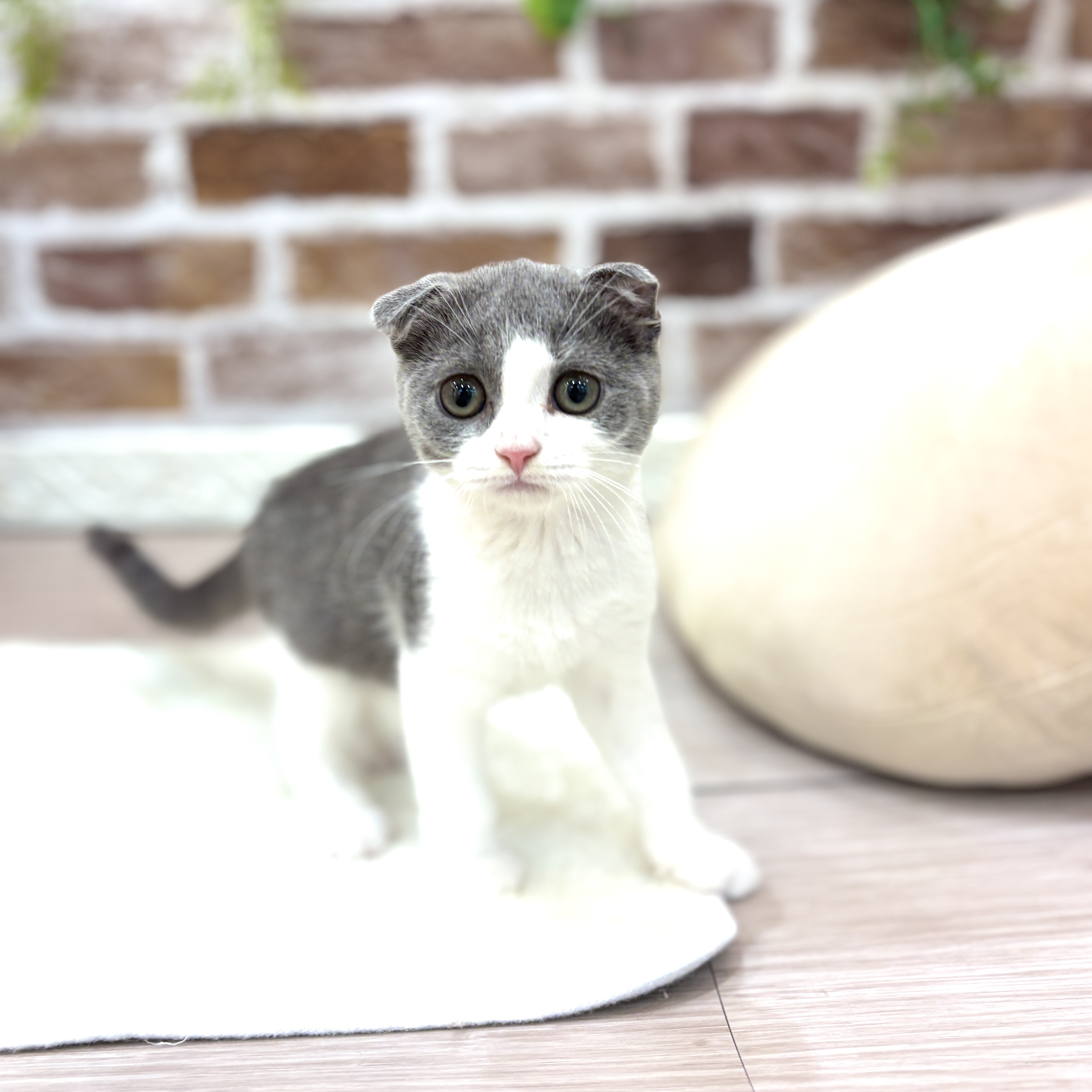 三重県のスコティッシュフォールド (犬の家＆猫の里三重桑名店/2026年5月1日生まれ/男の子/ブルータビーホワイト)の子猫の1枚目の画像