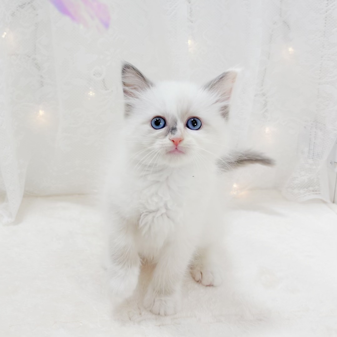 千葉県のラグドール (犬の家＆猫の里BIGHOPガーデンモール印西店/2026年1月13日生まれ/女の子/トーティポイントミテッド)の子猫の2枚目の画像