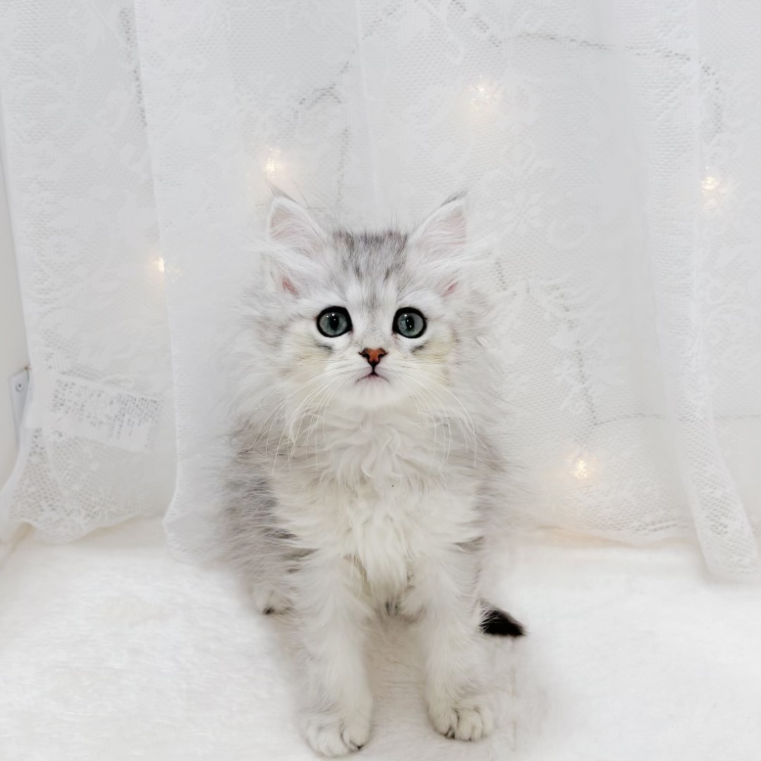 千葉県のミヌエット (犬の家＆猫の里BIGHOPガーデンモール印西店/2026年1月12日生まれ/男の子/シルバータビー)の子猫の2枚目の画像