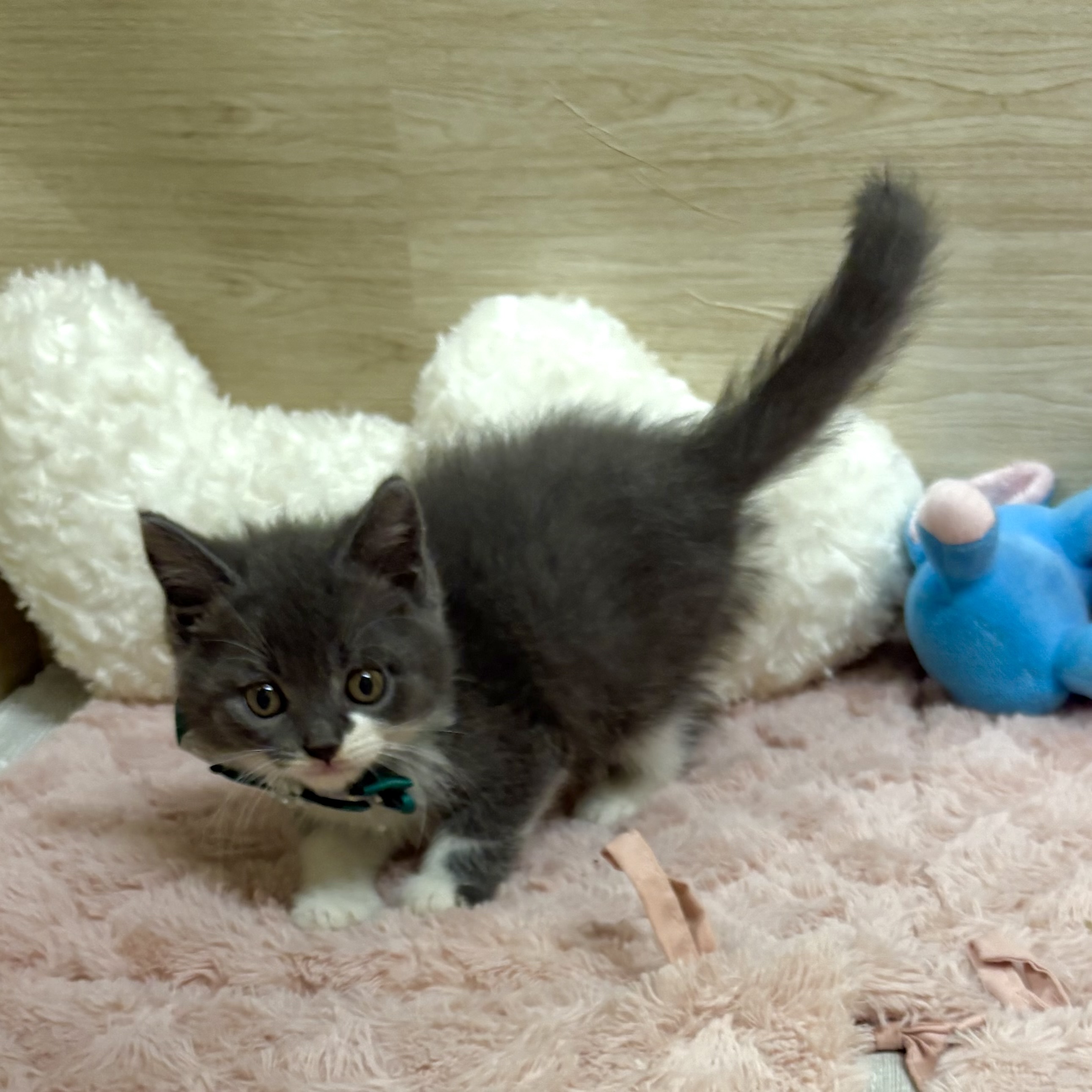 大阪府のマンチカン (犬の家＆猫の里そよら東岸和田店/2025年5月31日生まれ/男の子/ブルーホワイト)の子猫の2枚目の画像