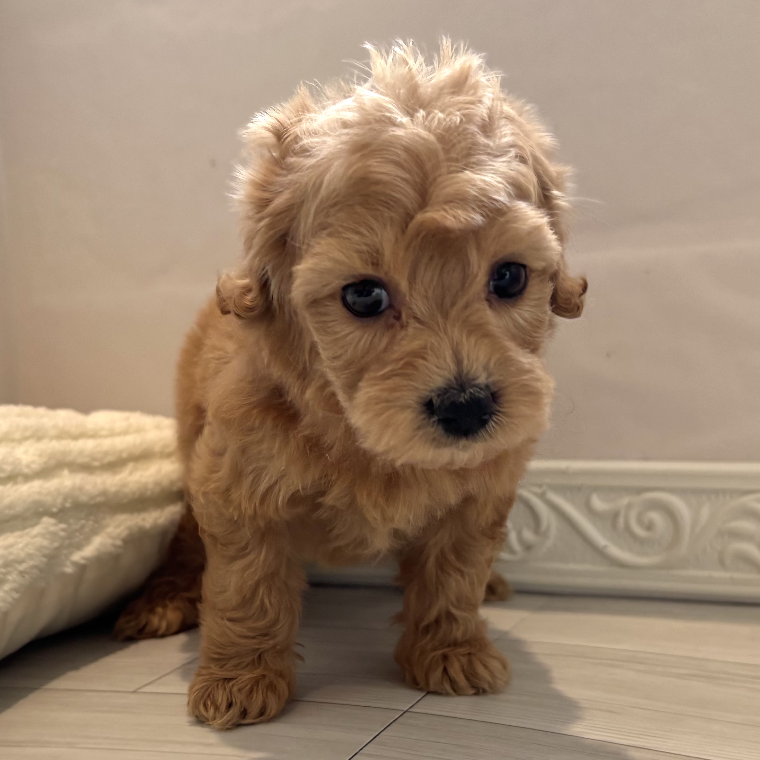 ハーフ犬男の子の写真