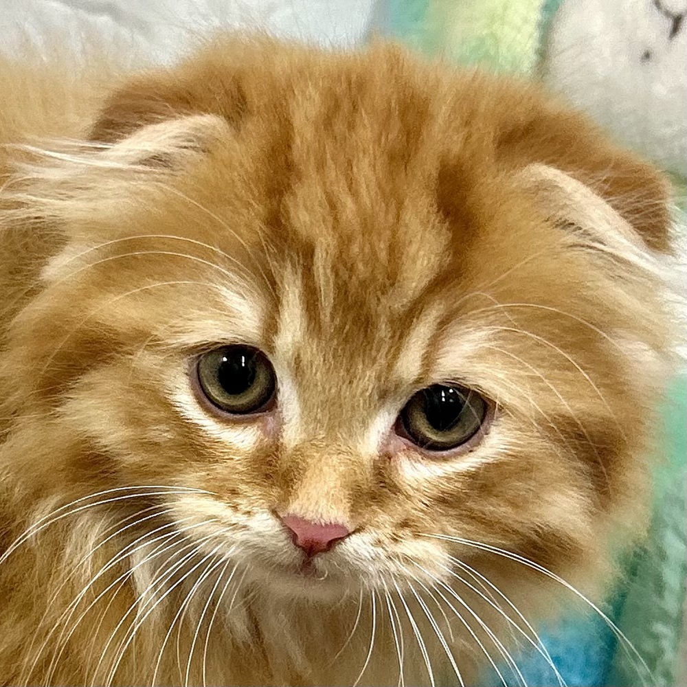 スコティッシュフォールド男の子の写真