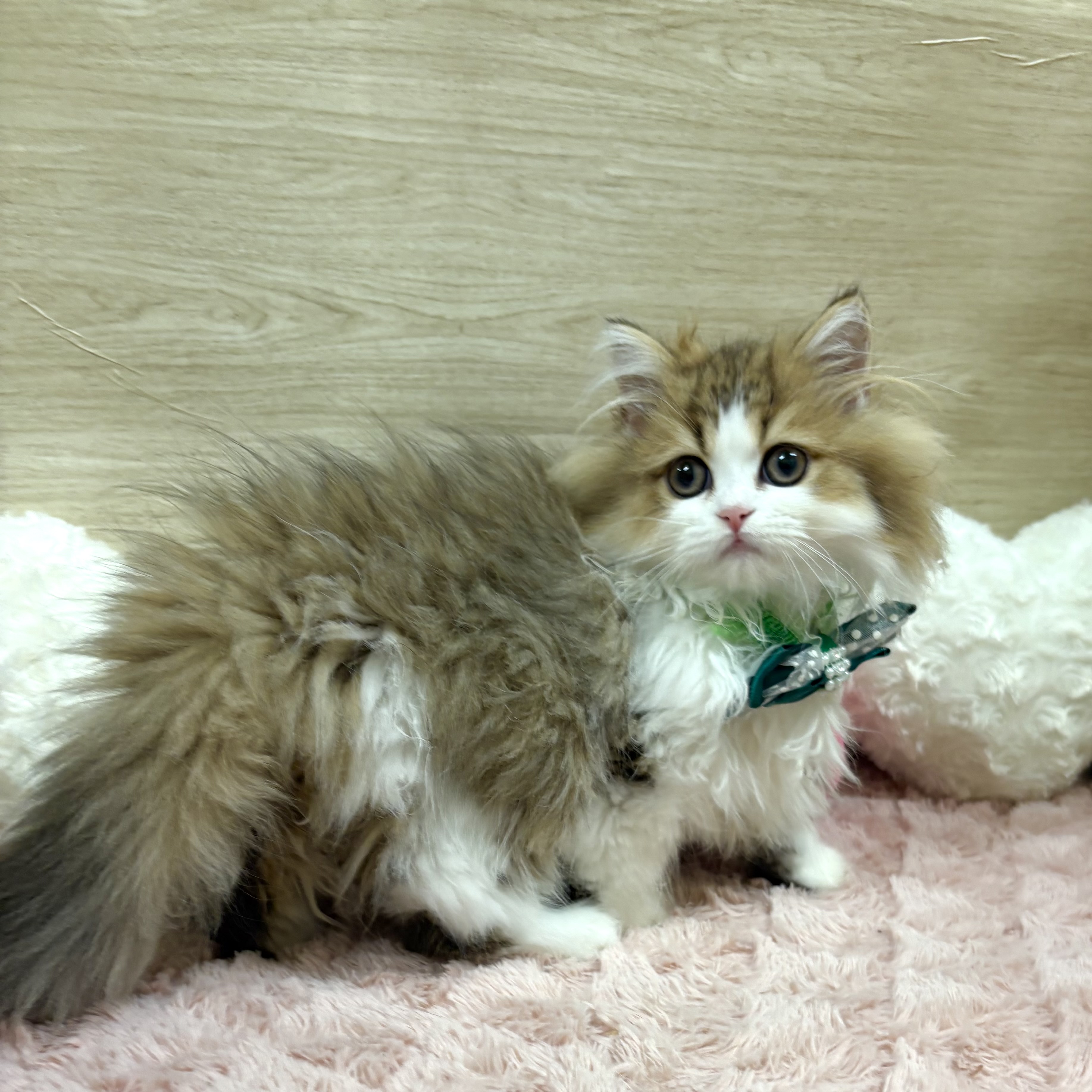 大阪府のミヌエット (犬の家＆猫の里そよら東岸和田店/2025年5月20日生まれ/男の子/ブラウンタビーホワイト)の子猫の2枚目の画像